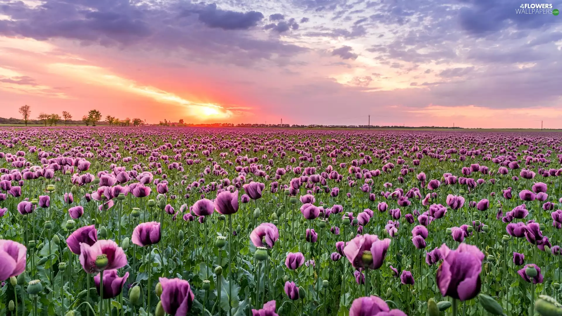 Sunrise, Field, papavers
