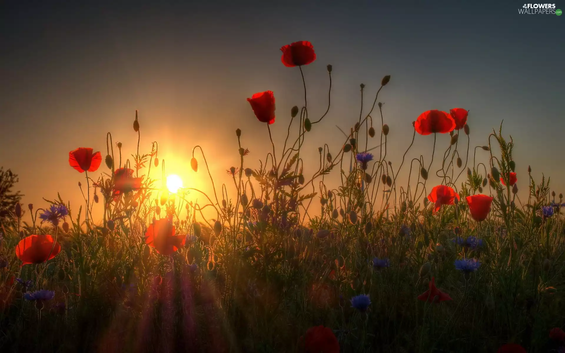Sunrise, Red, papavers