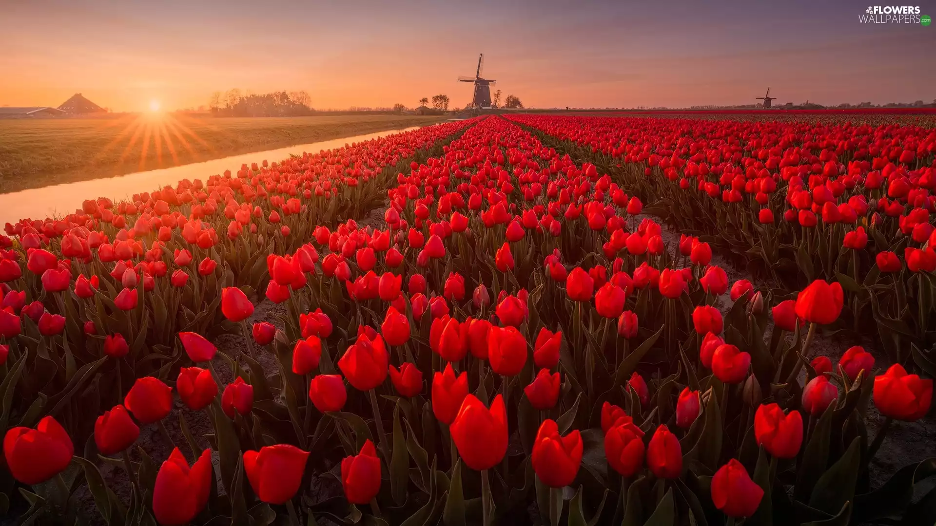 Windmills, Sunrise, Red, Tulips, plantation