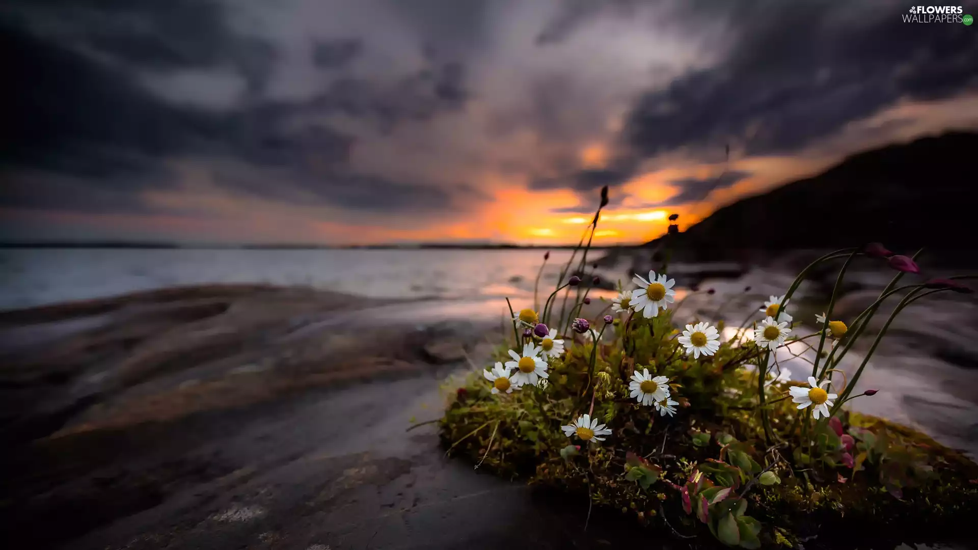 Great Sunsets, cluster, flowers, sea