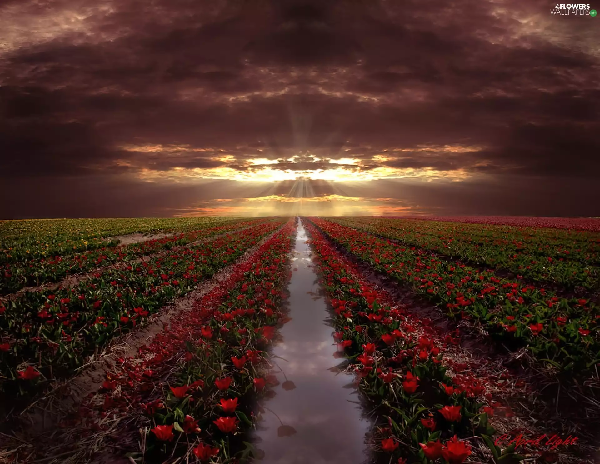 Great Sunsets, Field, Tulips, rays