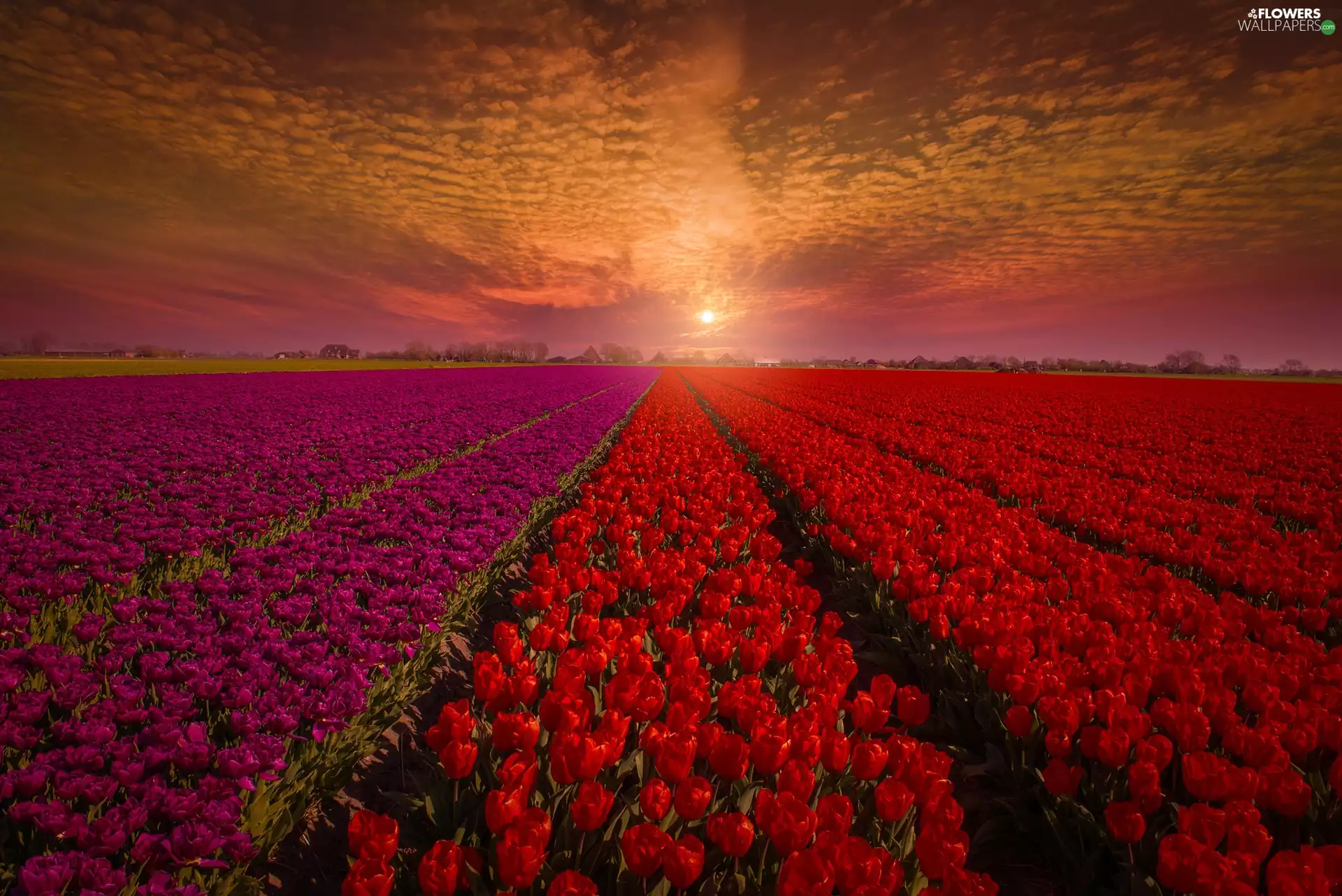 Great Sunsets, Field, cultivation, Tulips