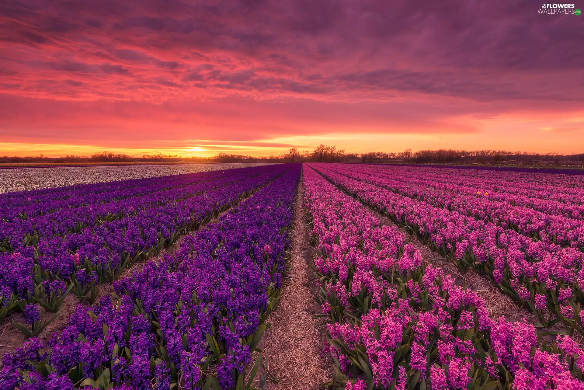 Great Sunsets, Flowers, Hyacinths, Field