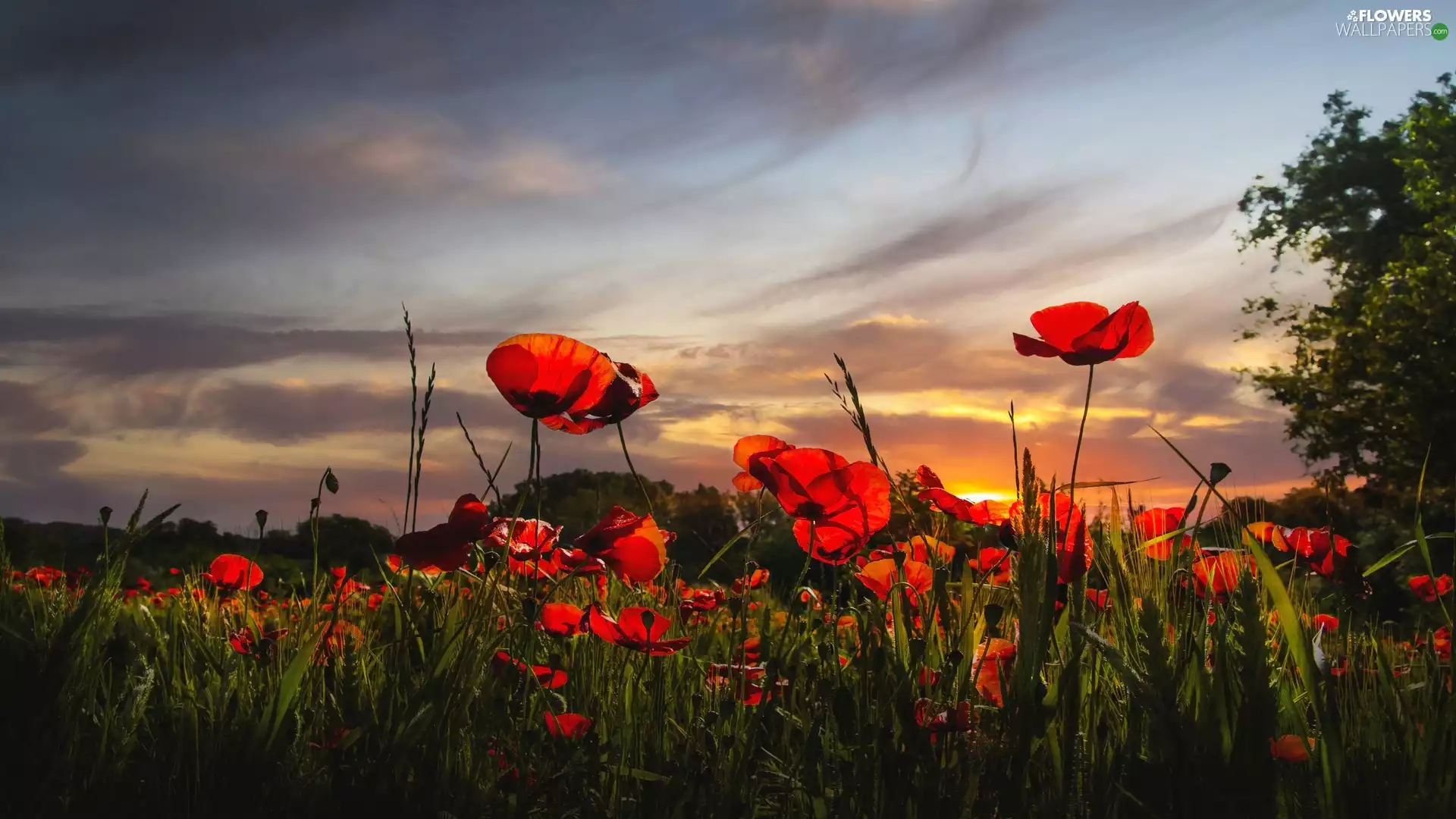 Great Sunsets, Flowers, papavers, Wildflowers