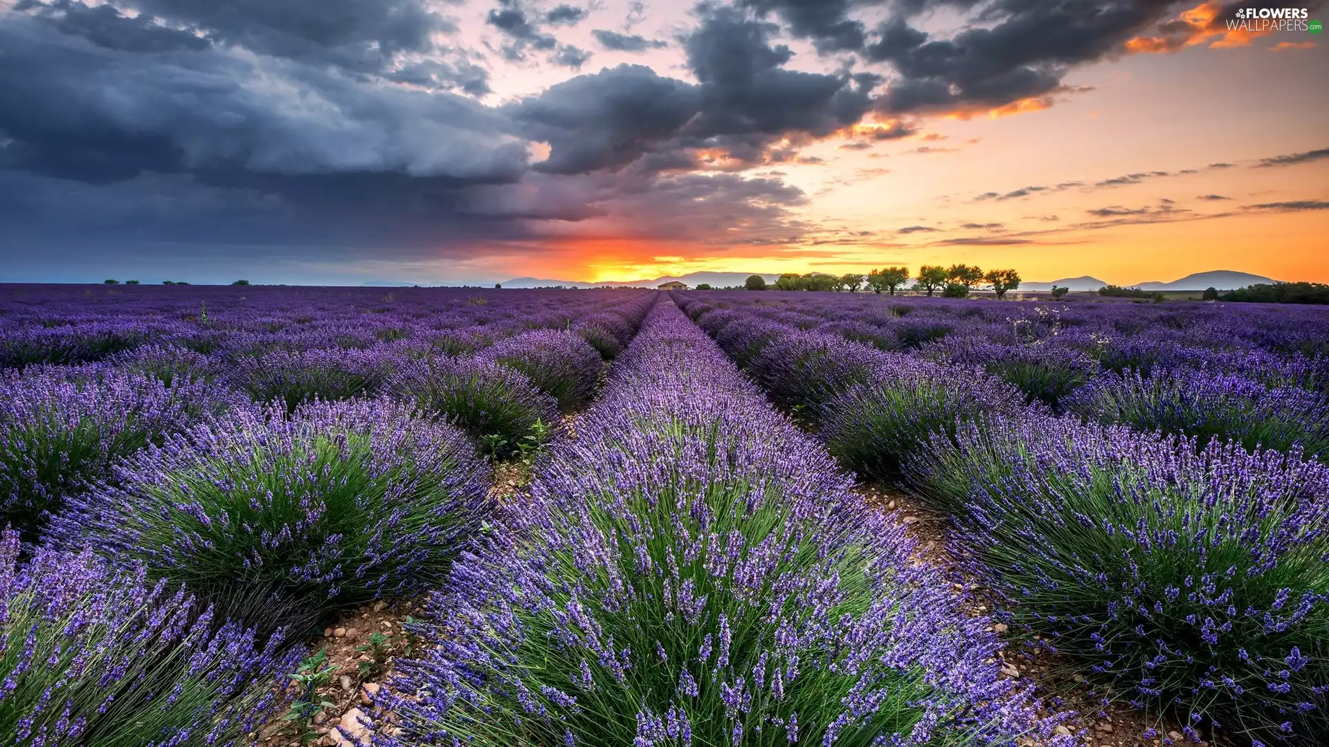 trees, Field, Great Sunsets, clouds, viewes, lavender