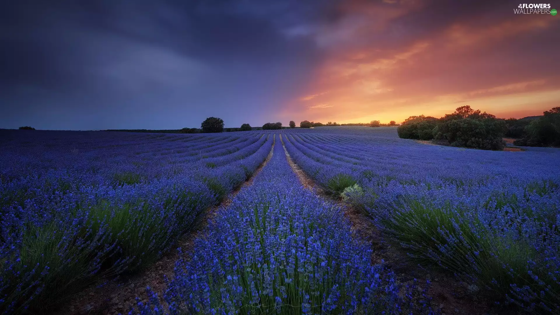 trees, Field, Great Sunsets, evening, viewes, lavender