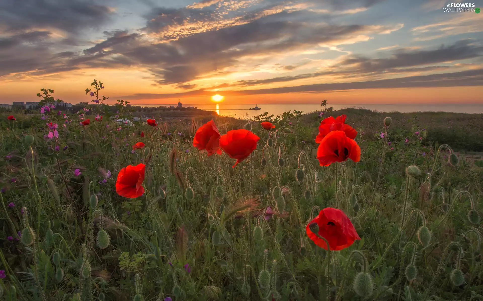 Red, Flowers, lake, papavers, Meadow, Buds, Great Sunsets