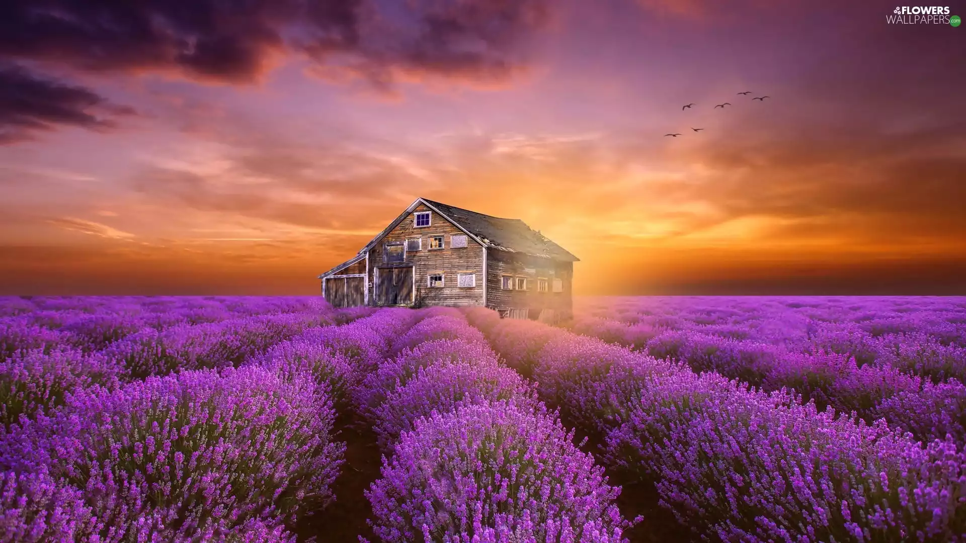 Great Sunsets, lavender, house, Field