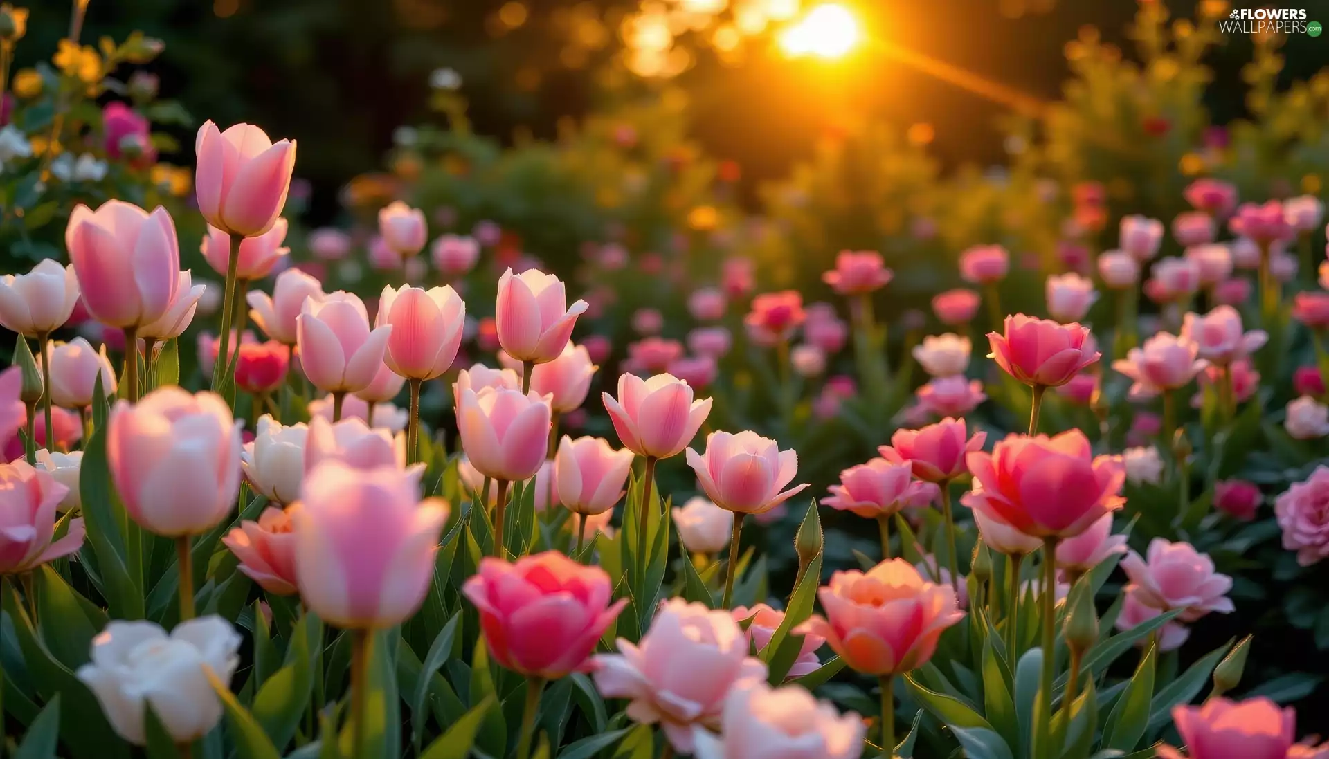 Great Sunsets, Light pink, Tulips