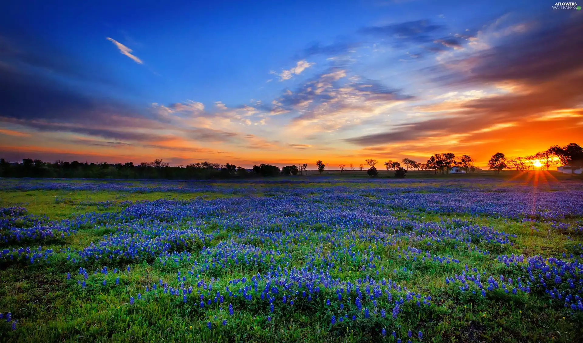 State of Texas, The United States, Meadow, Lupinus Texensis Texas Bluebonnet, trees, viewes, rays, Houses, Great Sunsets