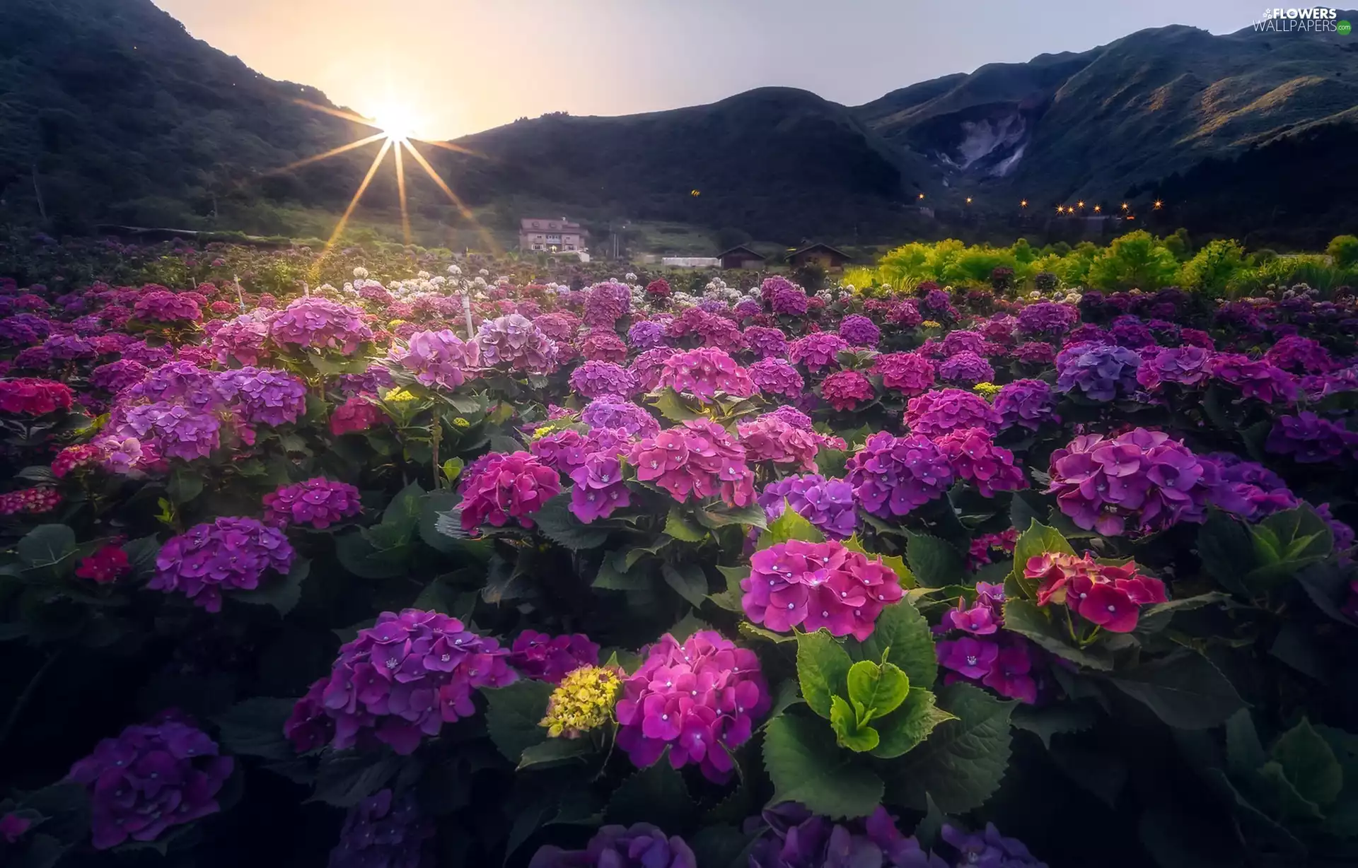 hydrangeas, rays of the Sun, Mountains, Great Sunsets