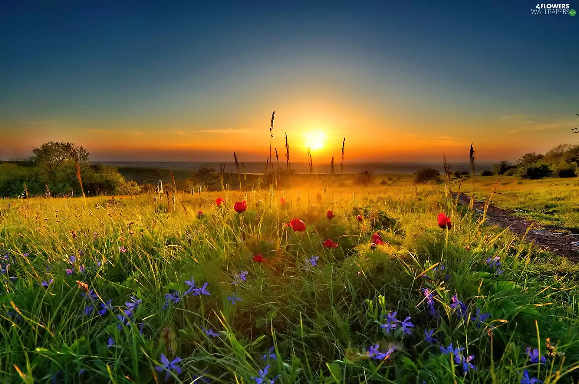 Great Sunsets, papavers, Sky, Meadow