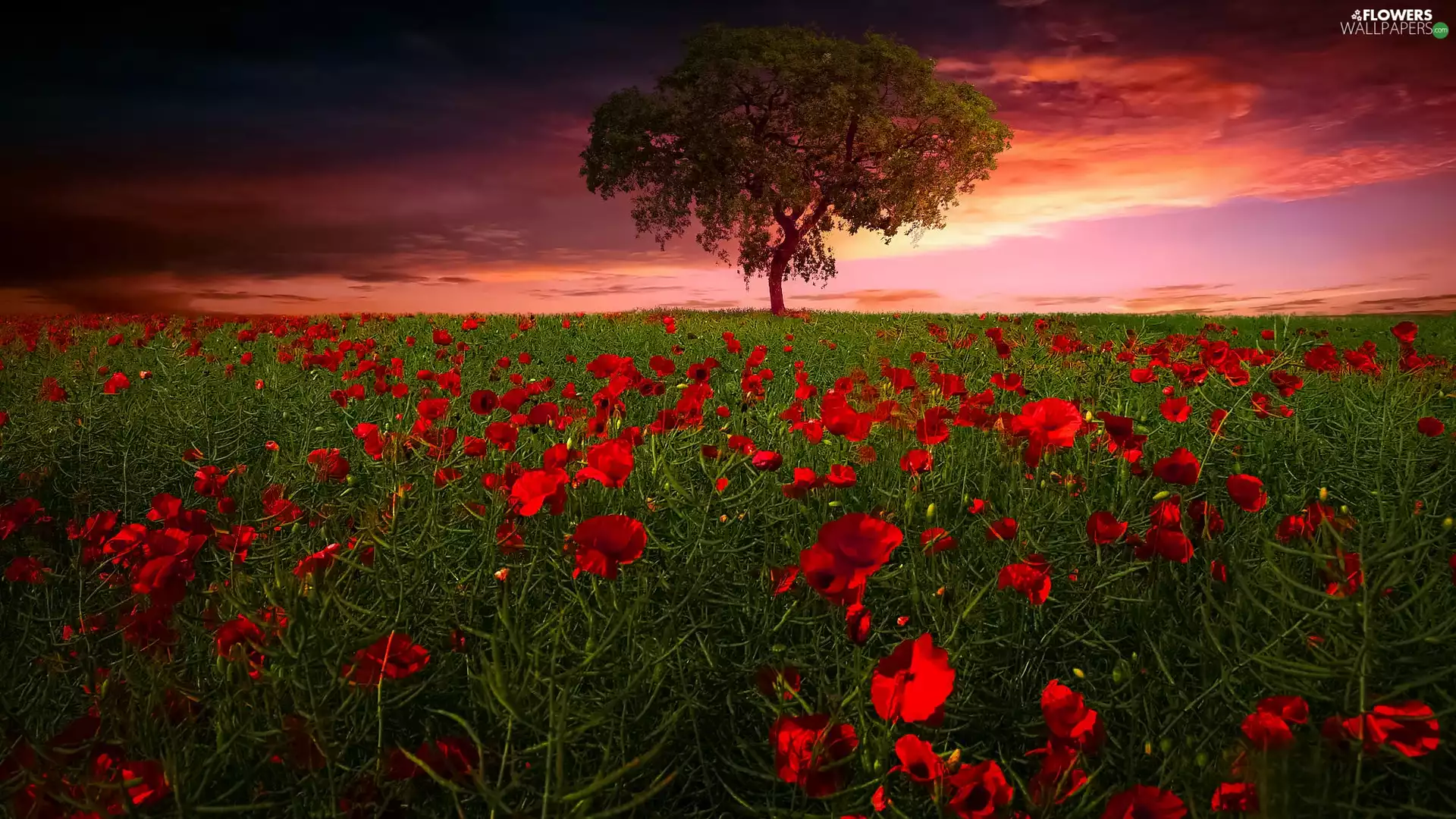 Great Sunsets, papavers, trees, Meadow
