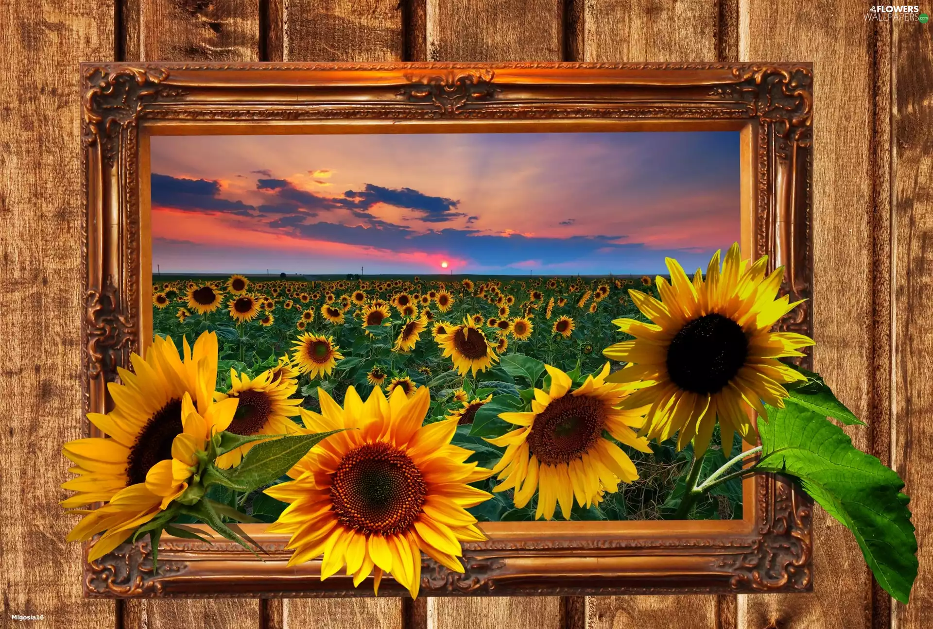 Great Sunsets, picture, Nice sunflowers