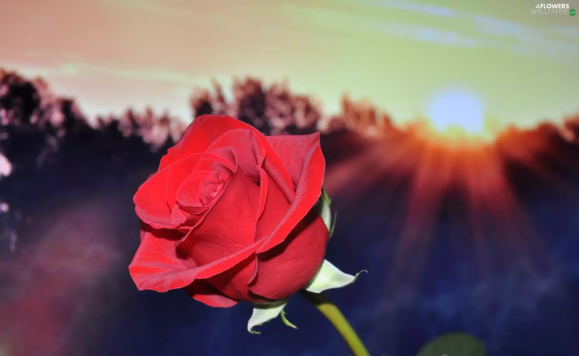 Great Sunsets, red hot, rose