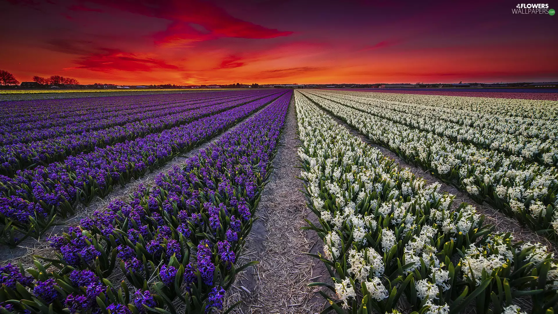 Great Sunsets, Spring, Hyacinths, plantation