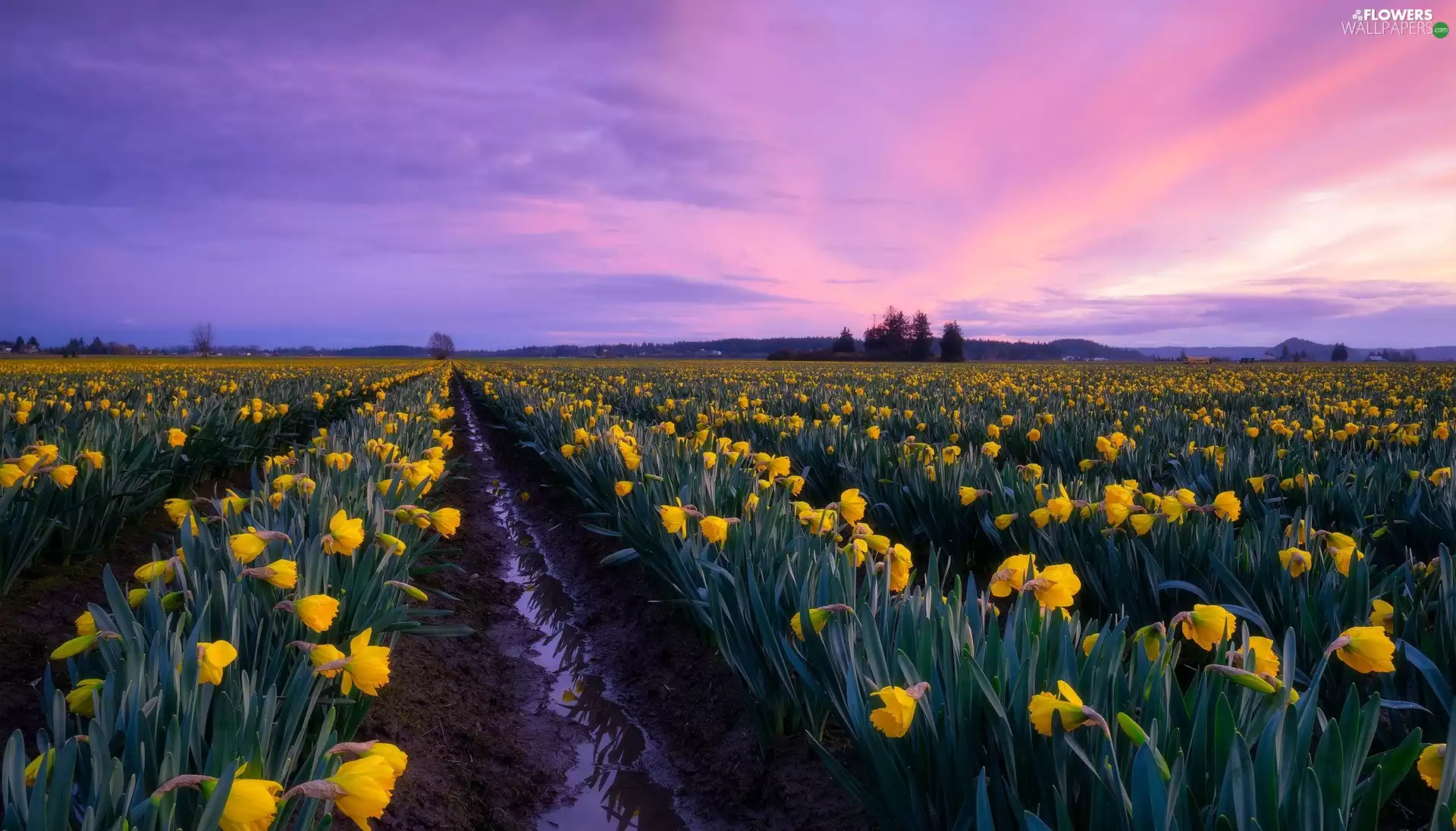 Jonquil, Flowers, viewes, Yellow, plantation, trees, Great Sunsets