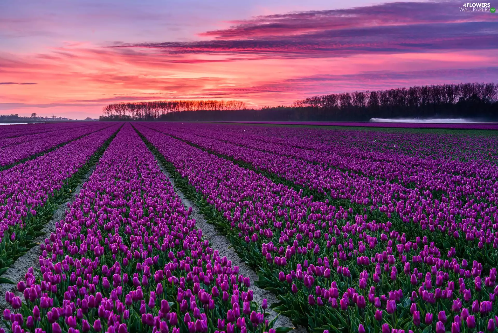plantation, purple, viewes, Tulips, Field, trees, Great Sunsets