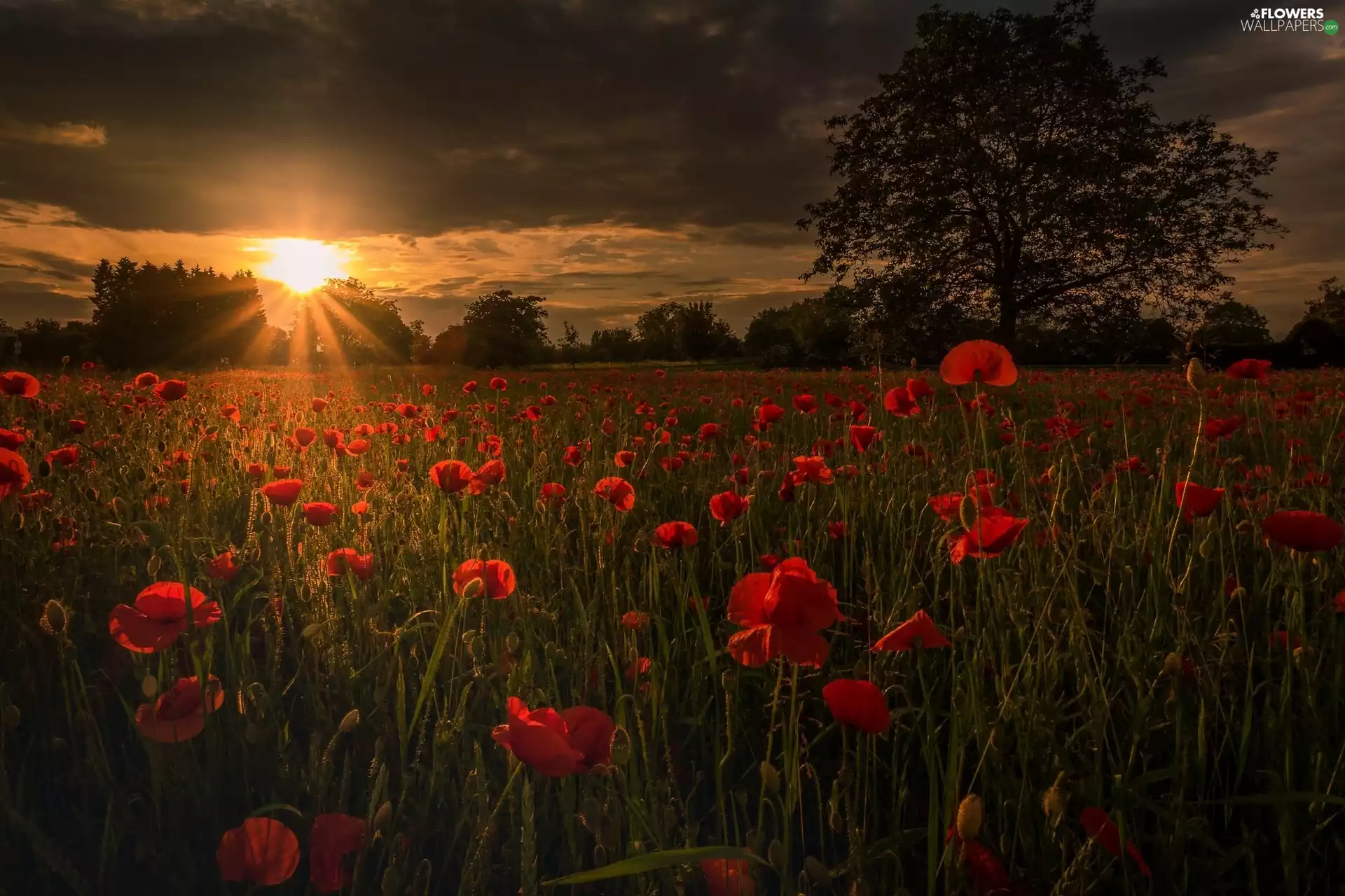 Great Sunsets, viewes, papavers, trees