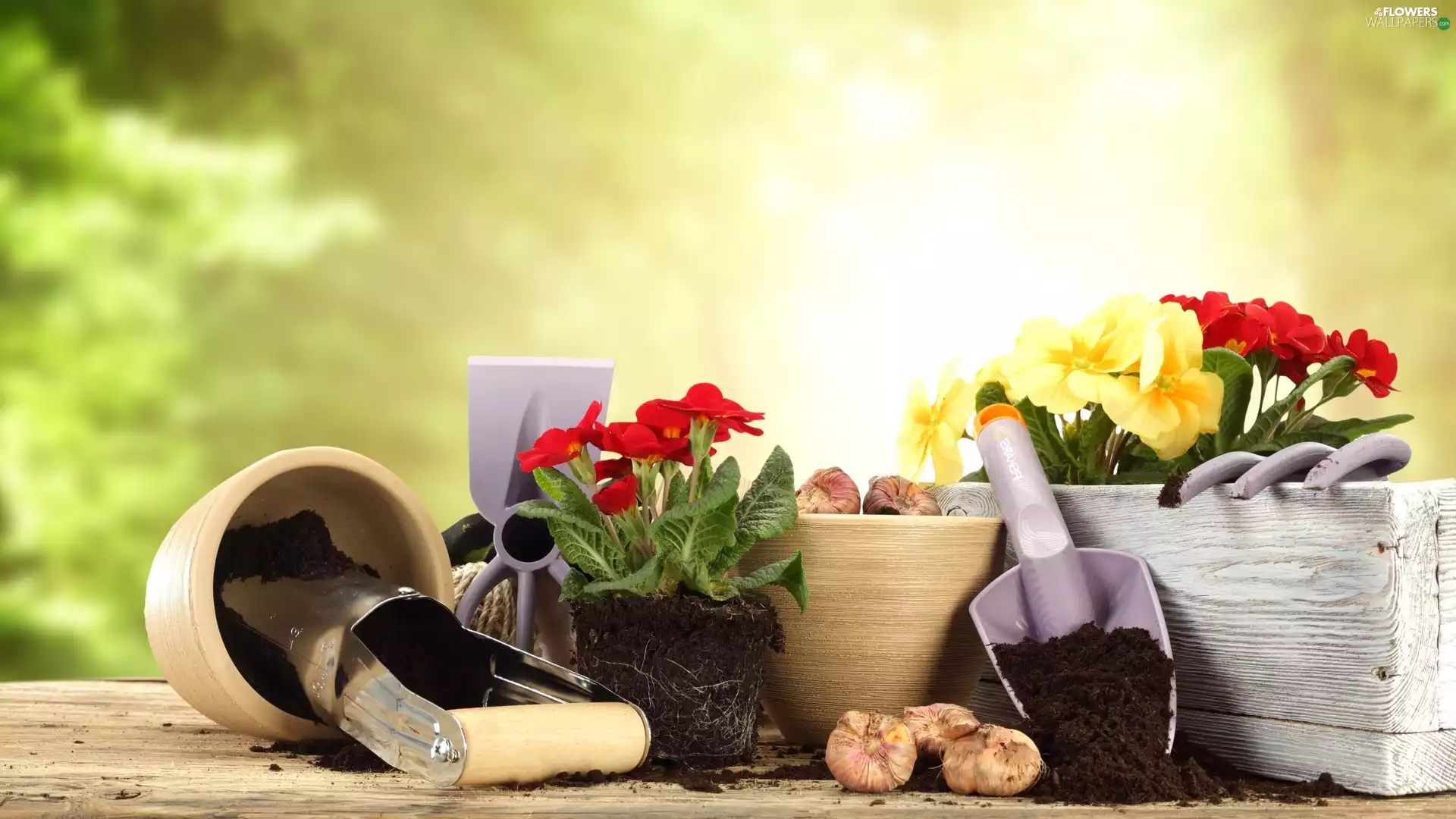 box, composition, tools, Supplies, pots, primroses