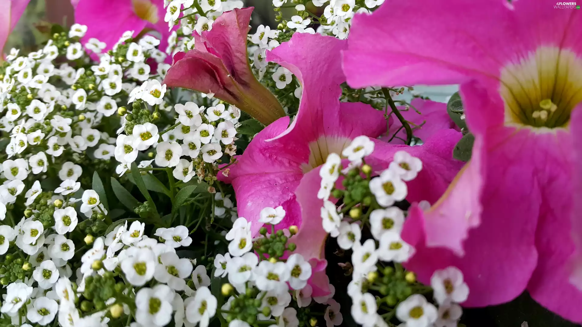 Pink, White, Flowers, surfinia