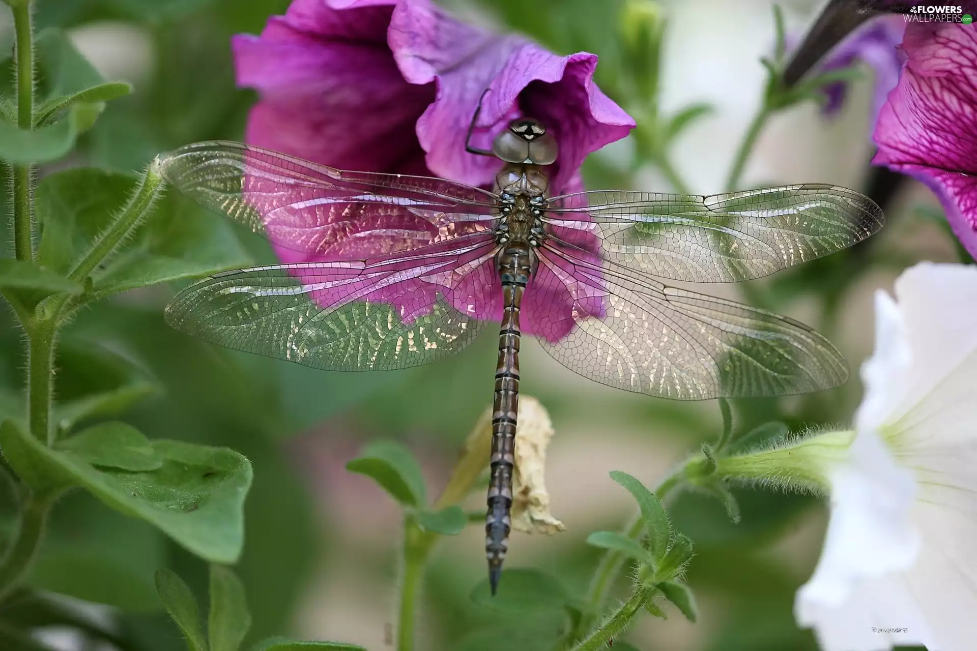 dragon-fly, Flowers, Surfinie