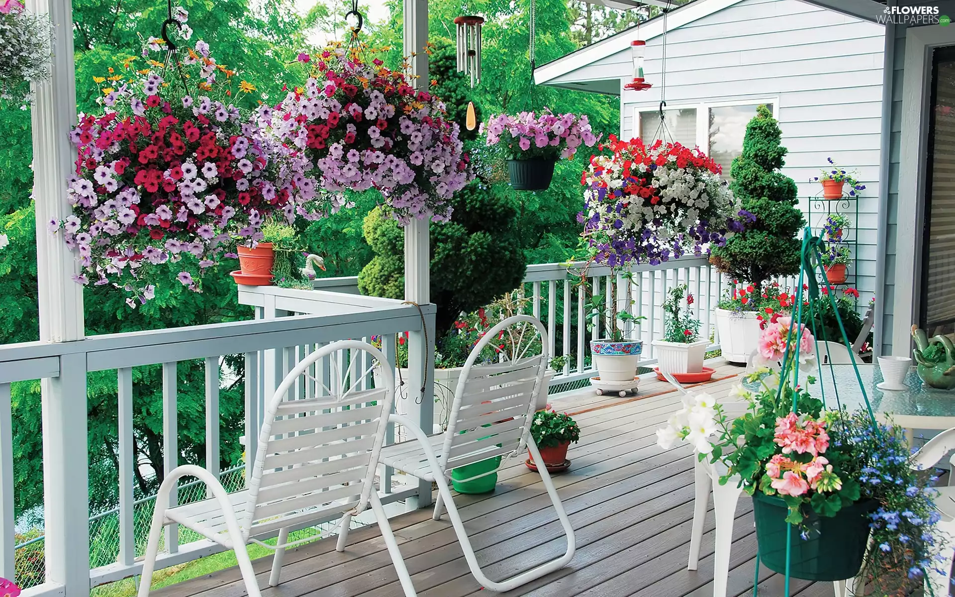 Surfinie, terrace, Flowers