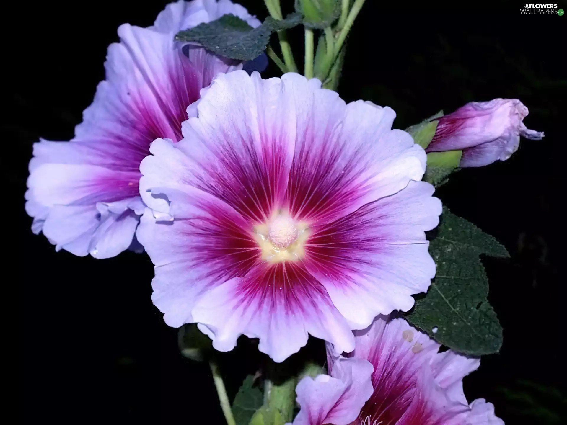 Surfinie, white, purple