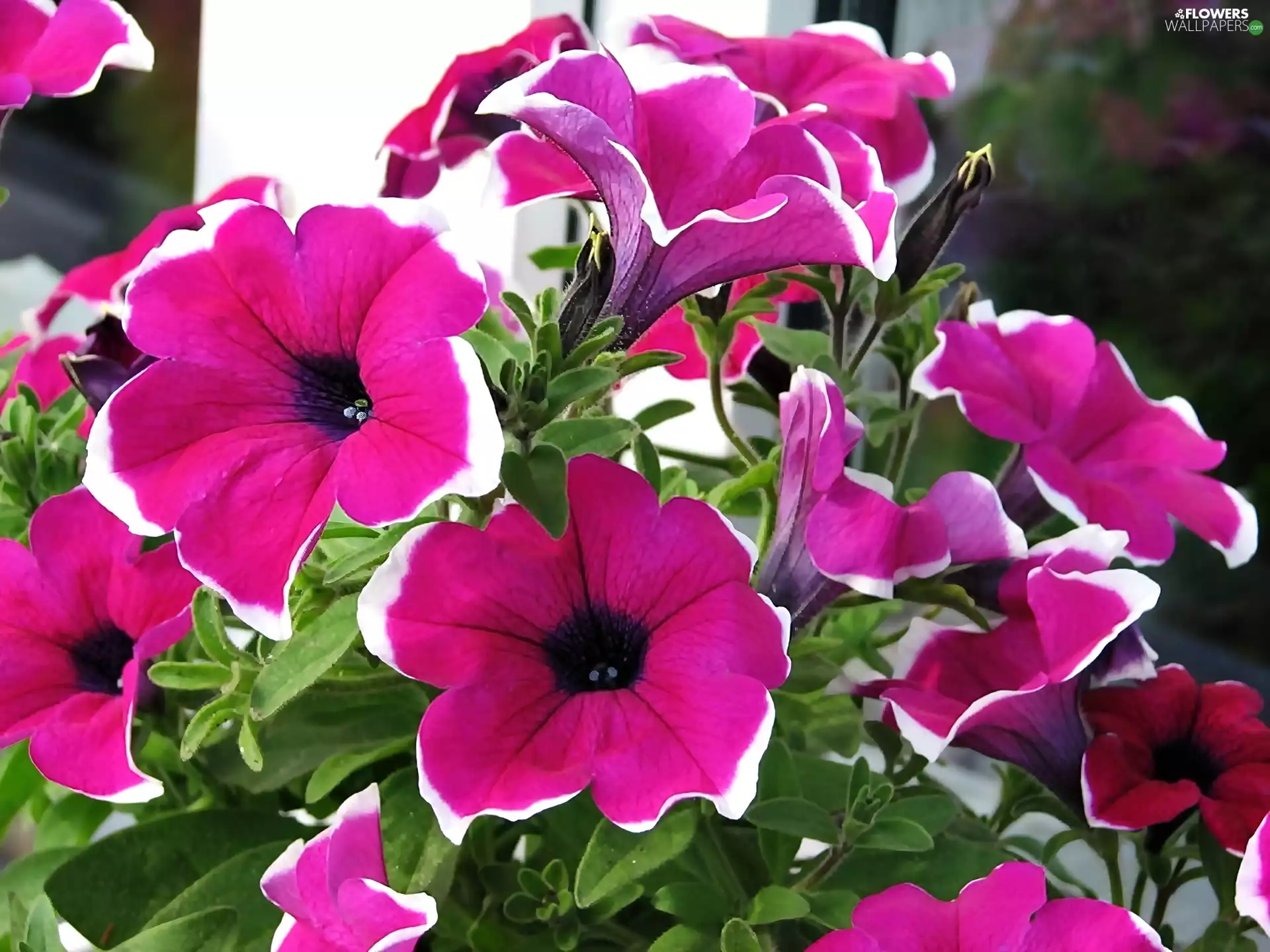 Surfinie, pink, White