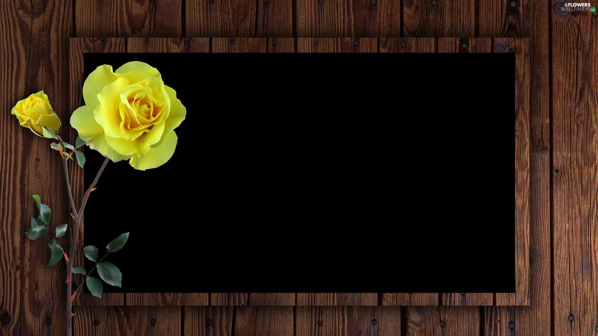 roses, frame, background, Wooden, Black, Yellow, Flowers, table
