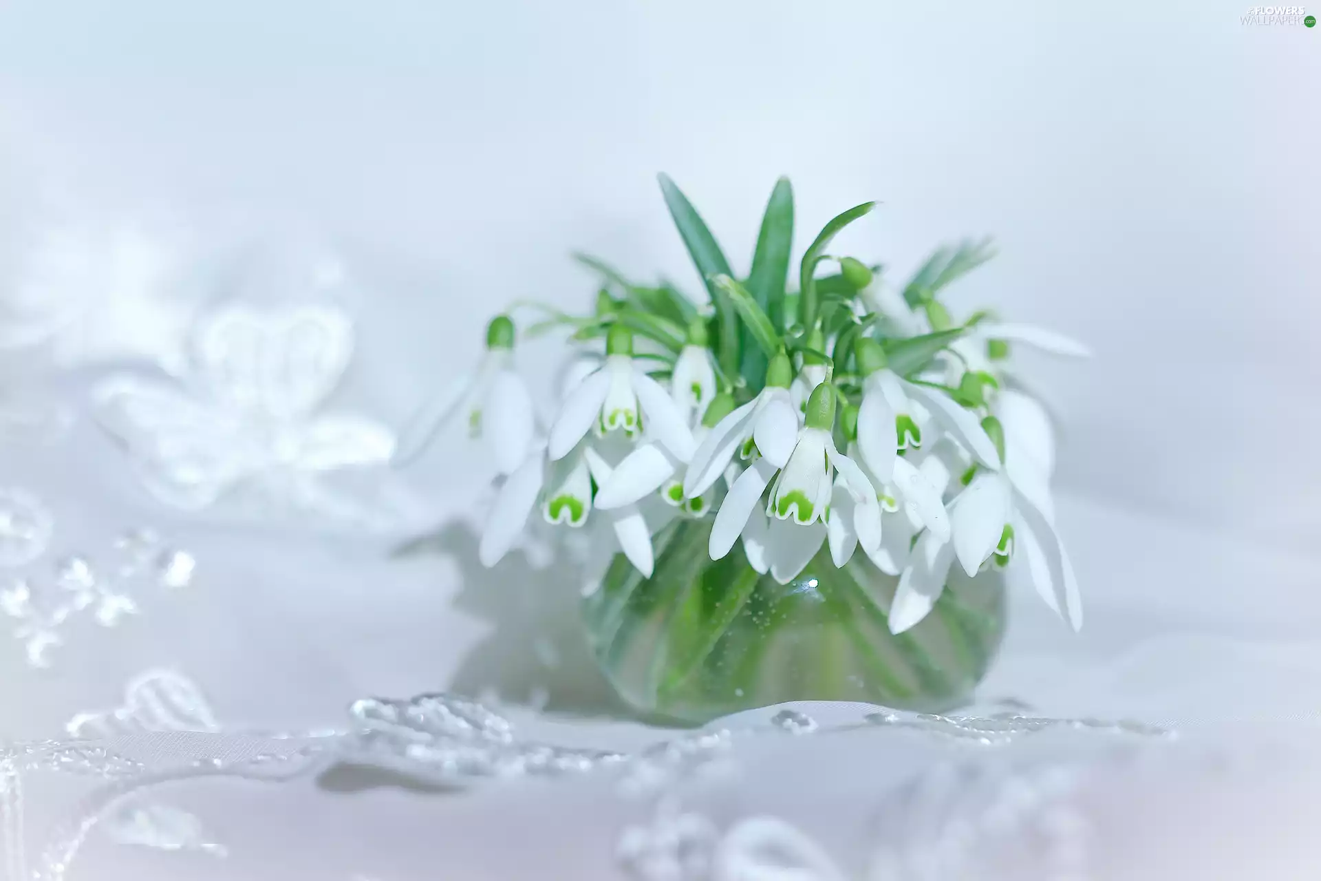 Flowers, tablecloth, snowdrops, White, decoration