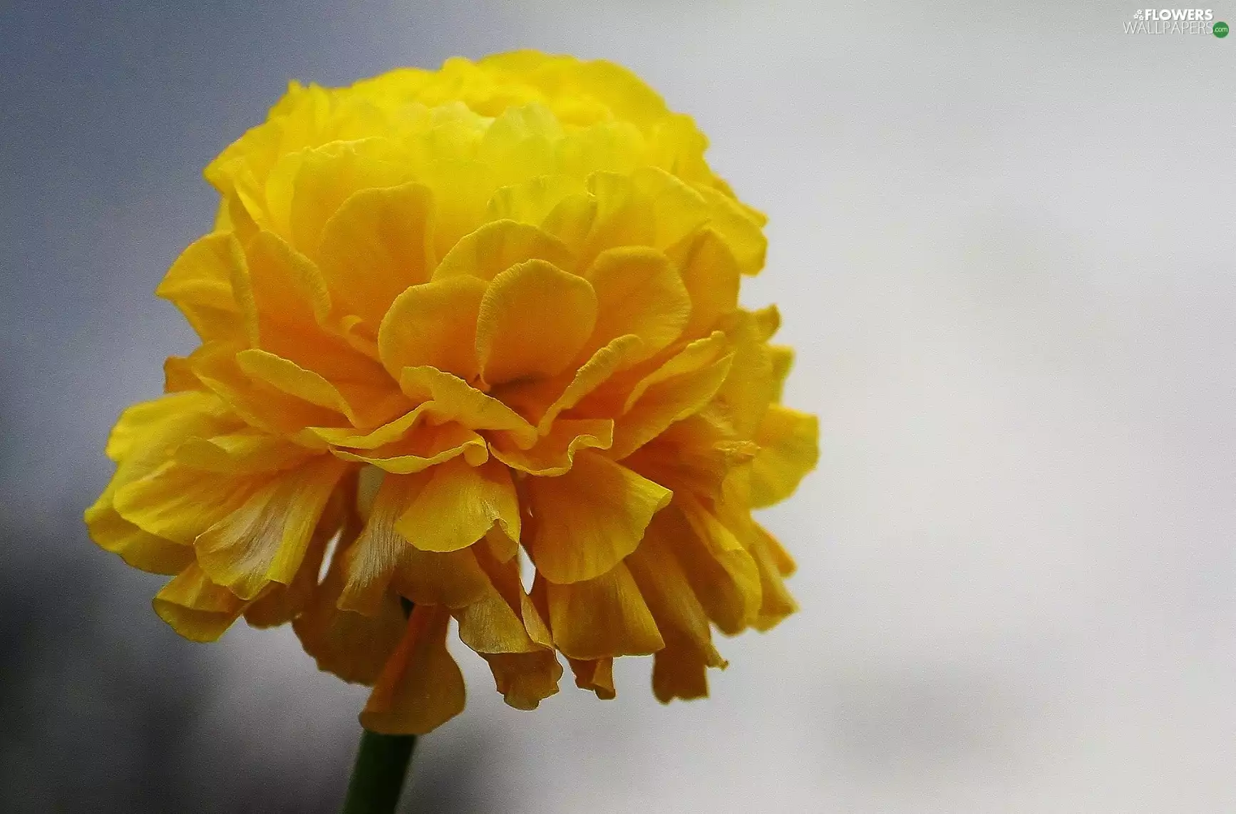 Tagetes