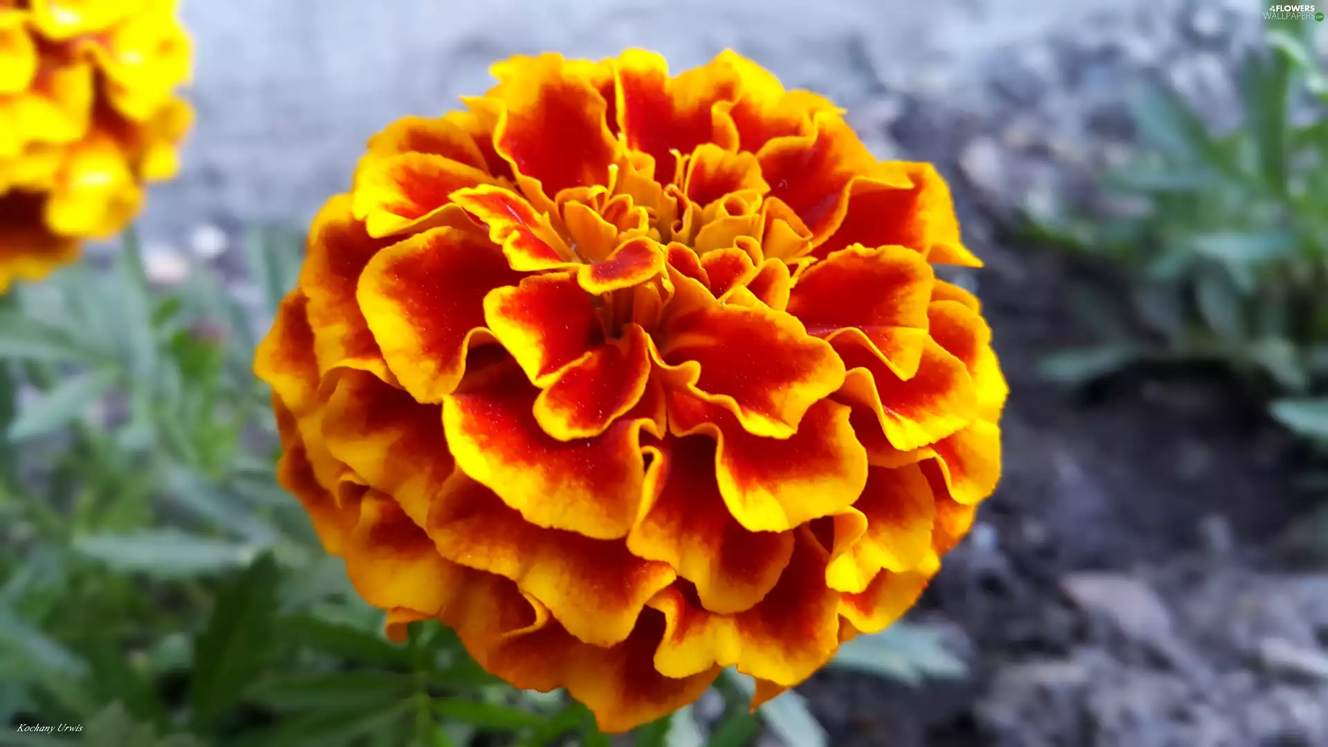 Tagetes