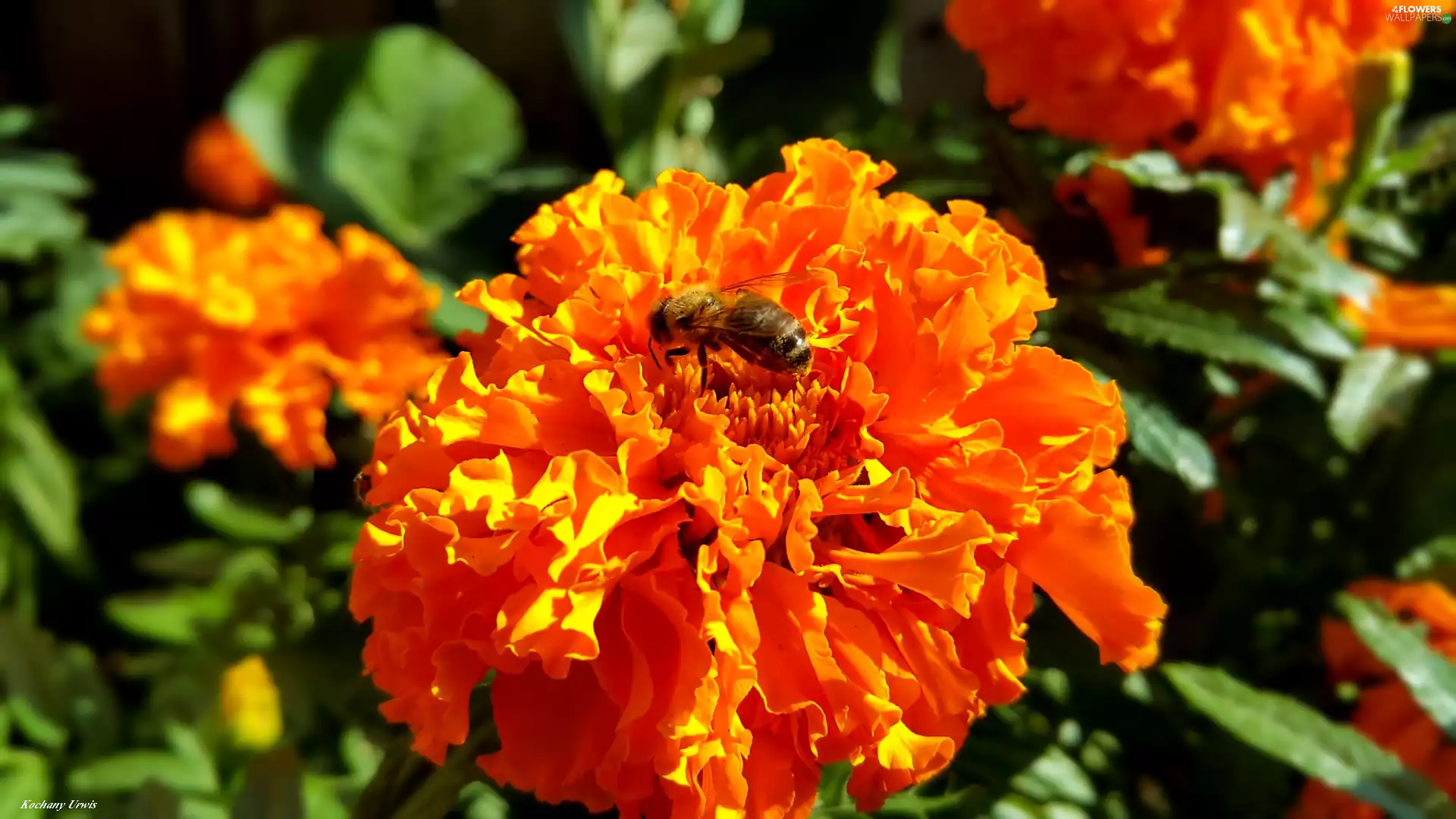 Tagetes, bee