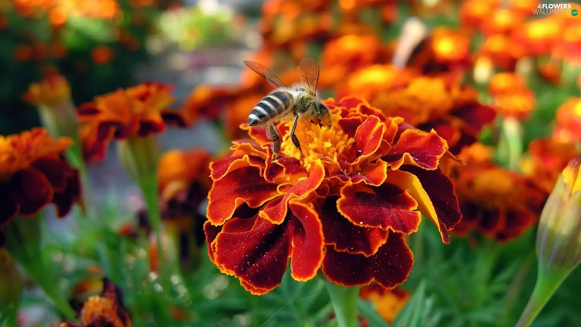 Tagetes, bee