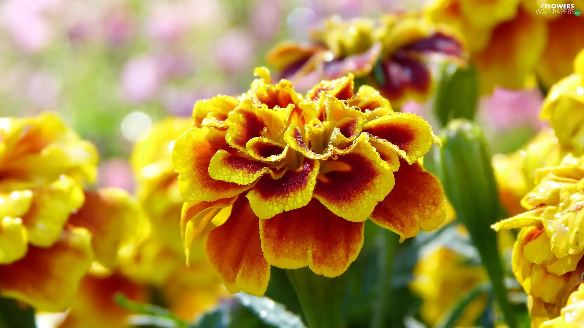 Blossoming, drops, rapprochement, Tagetes