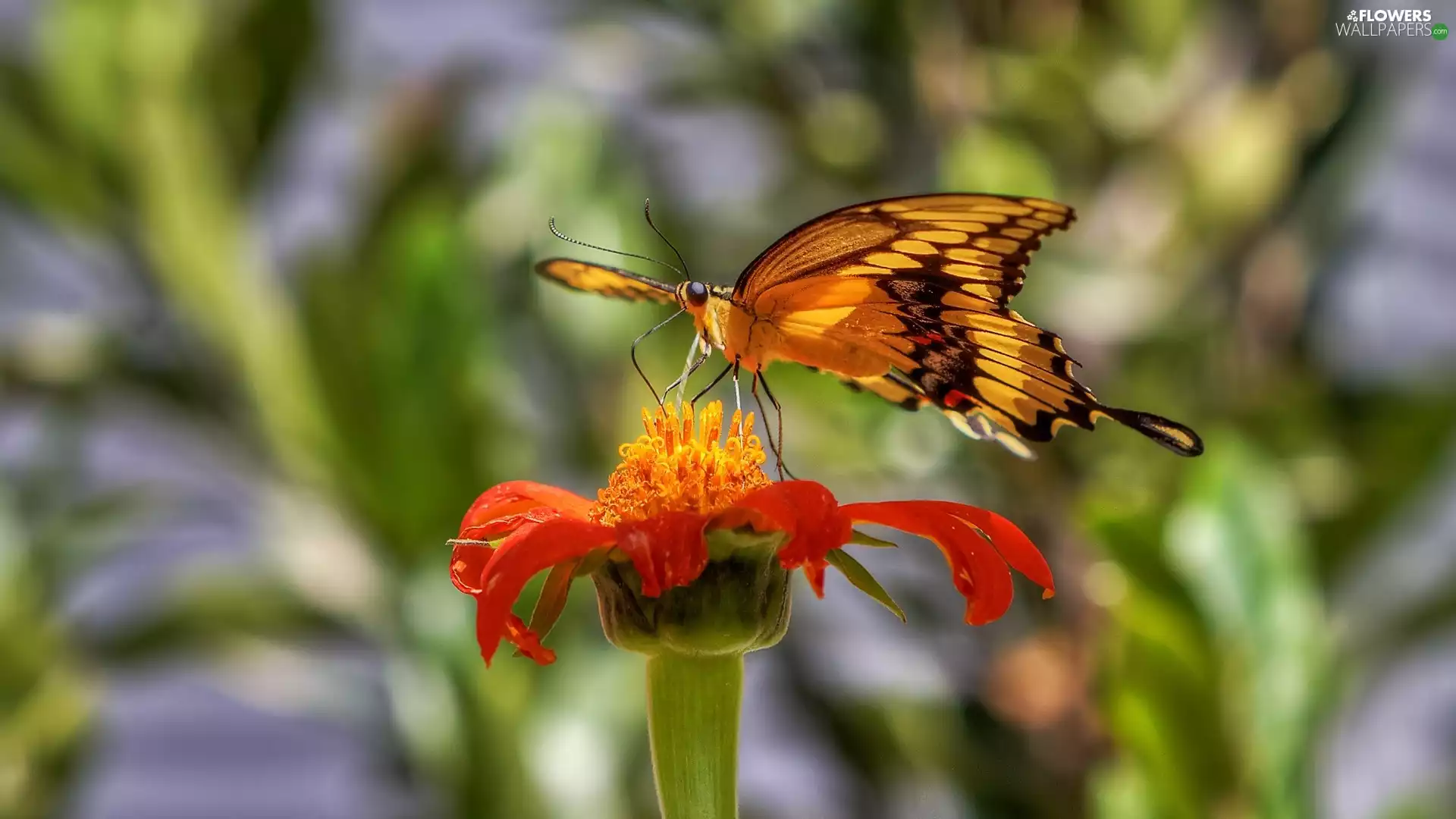 Tagetes, butterfly