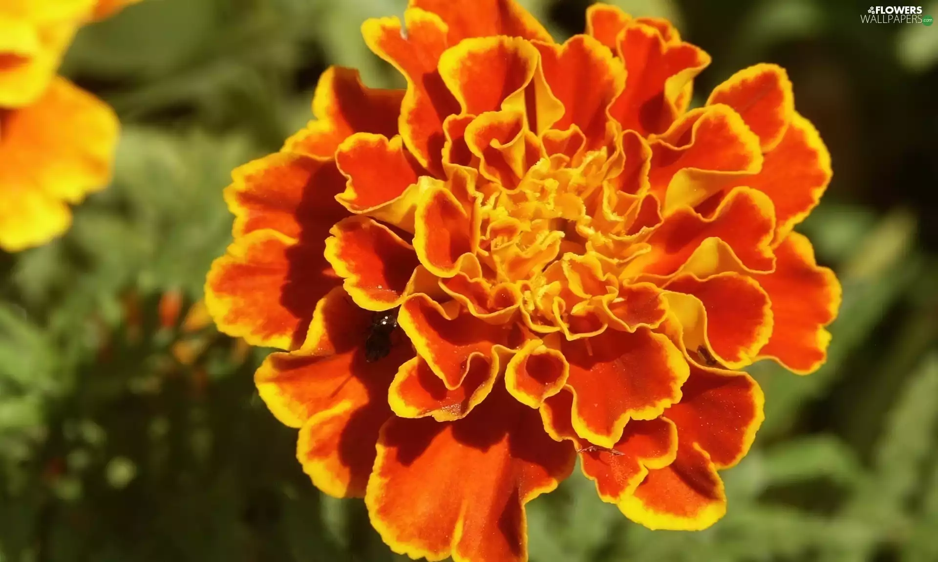 Tagetes, Orange, flower