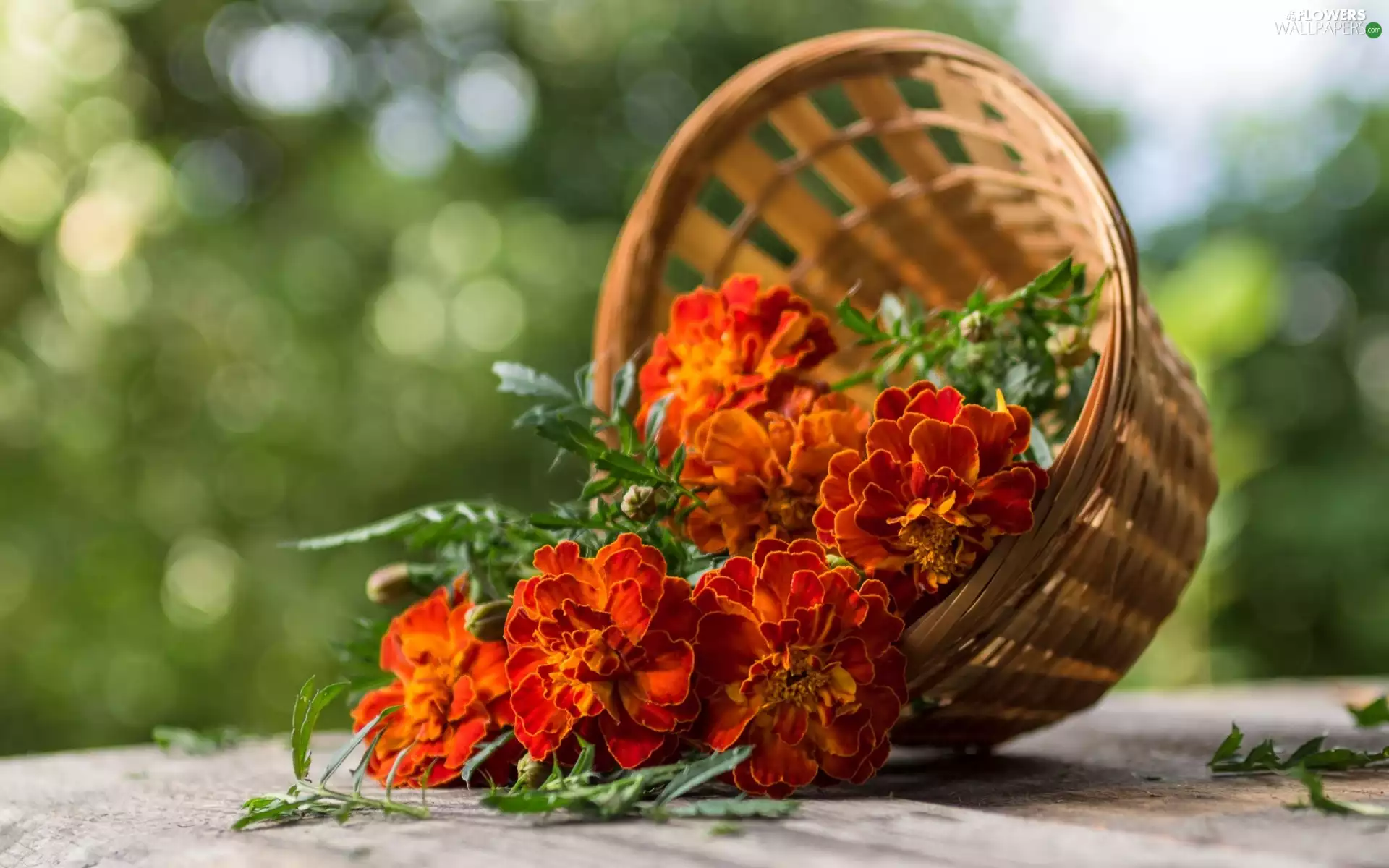 Tagetes, basket, Flowers