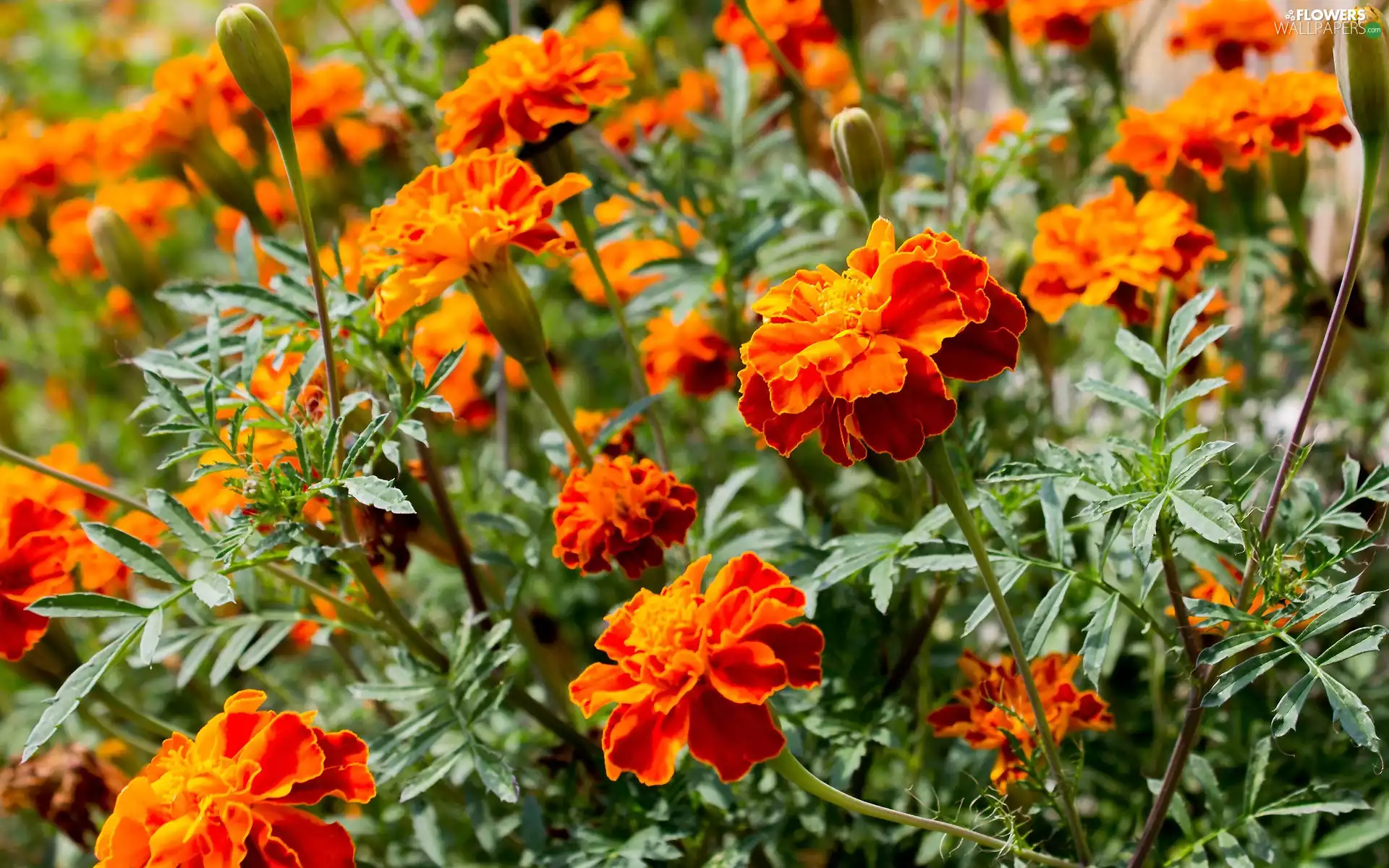 Tagetes, Orange, Flowers