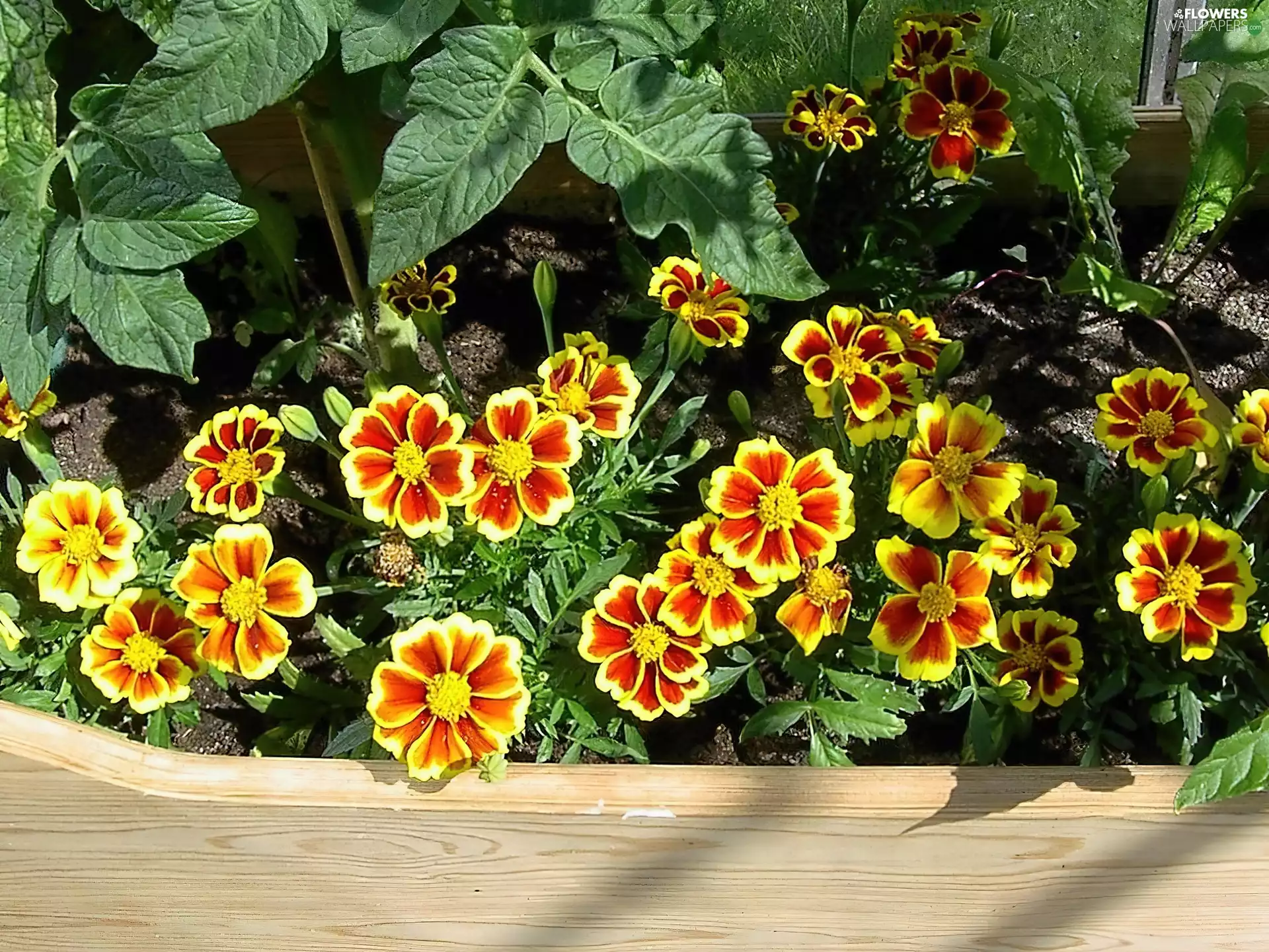 Tagetes patula
