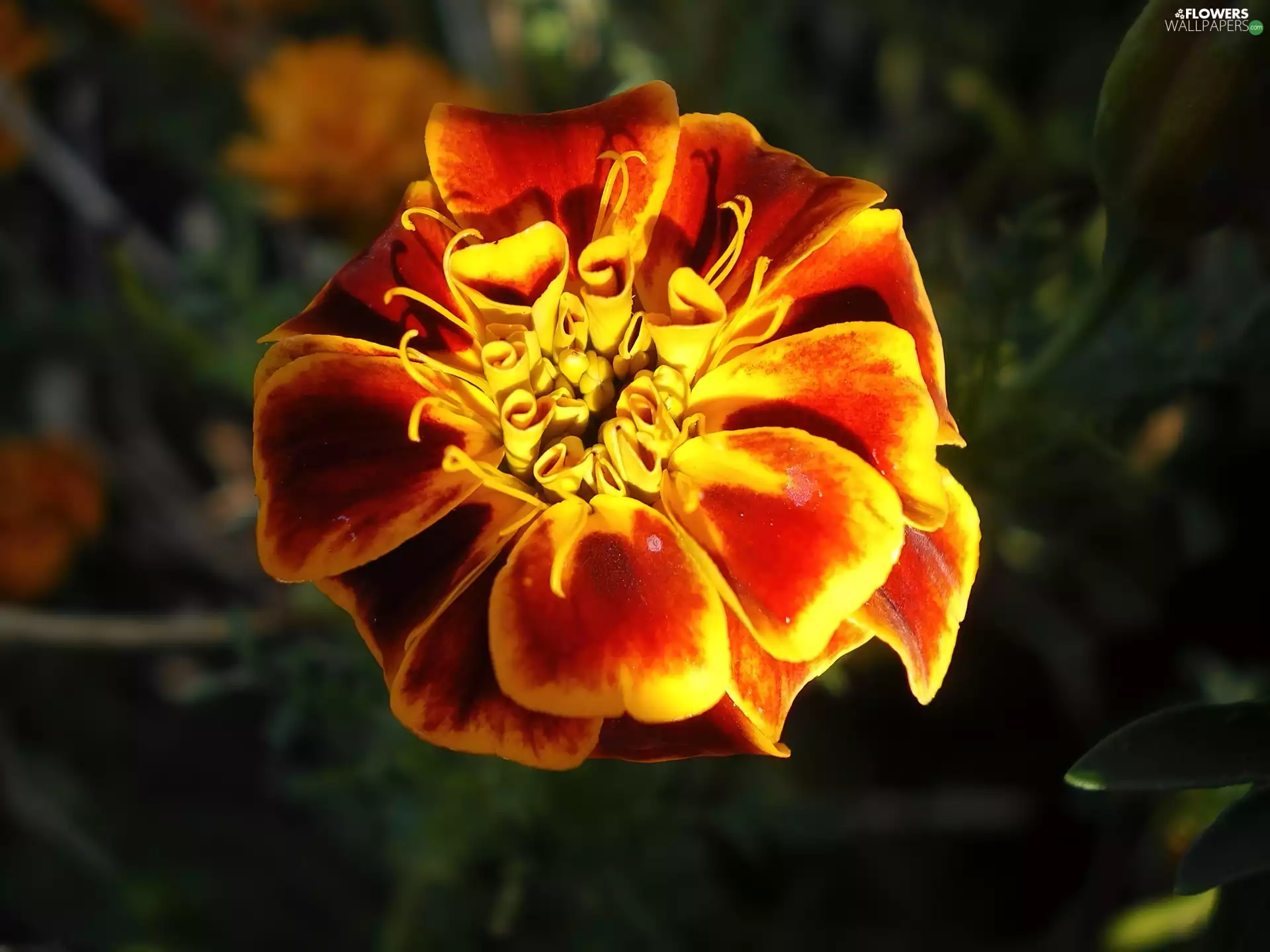 Tagetes patula