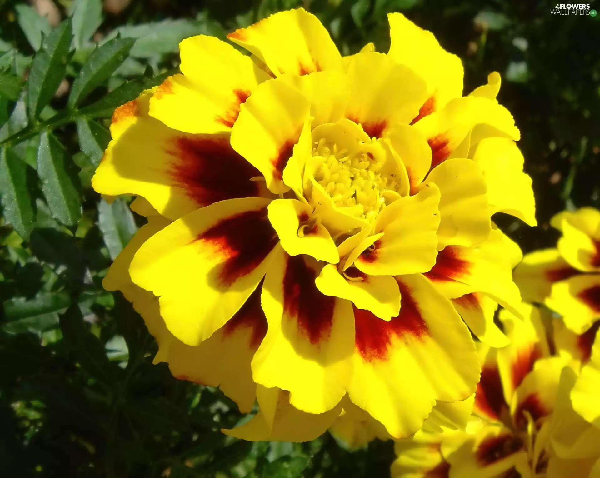 Tagetes patula