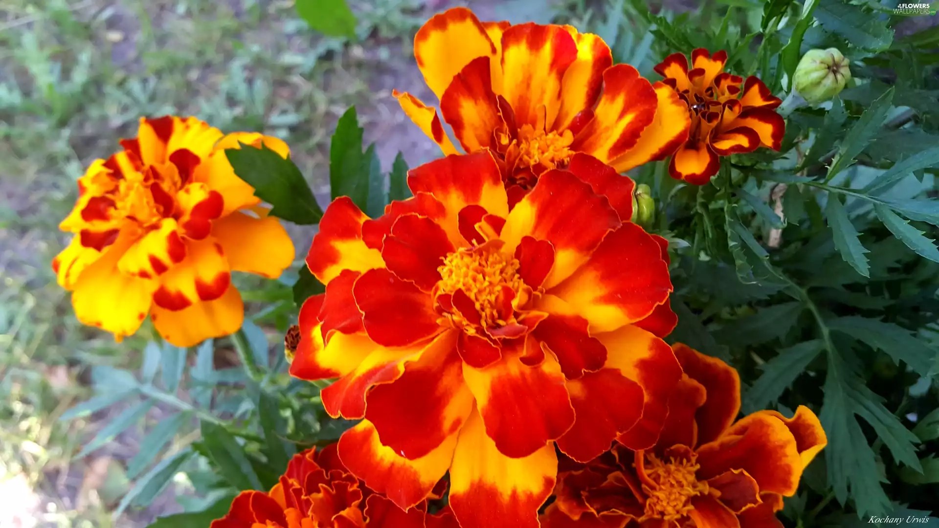 Tagetes, yellow, Red