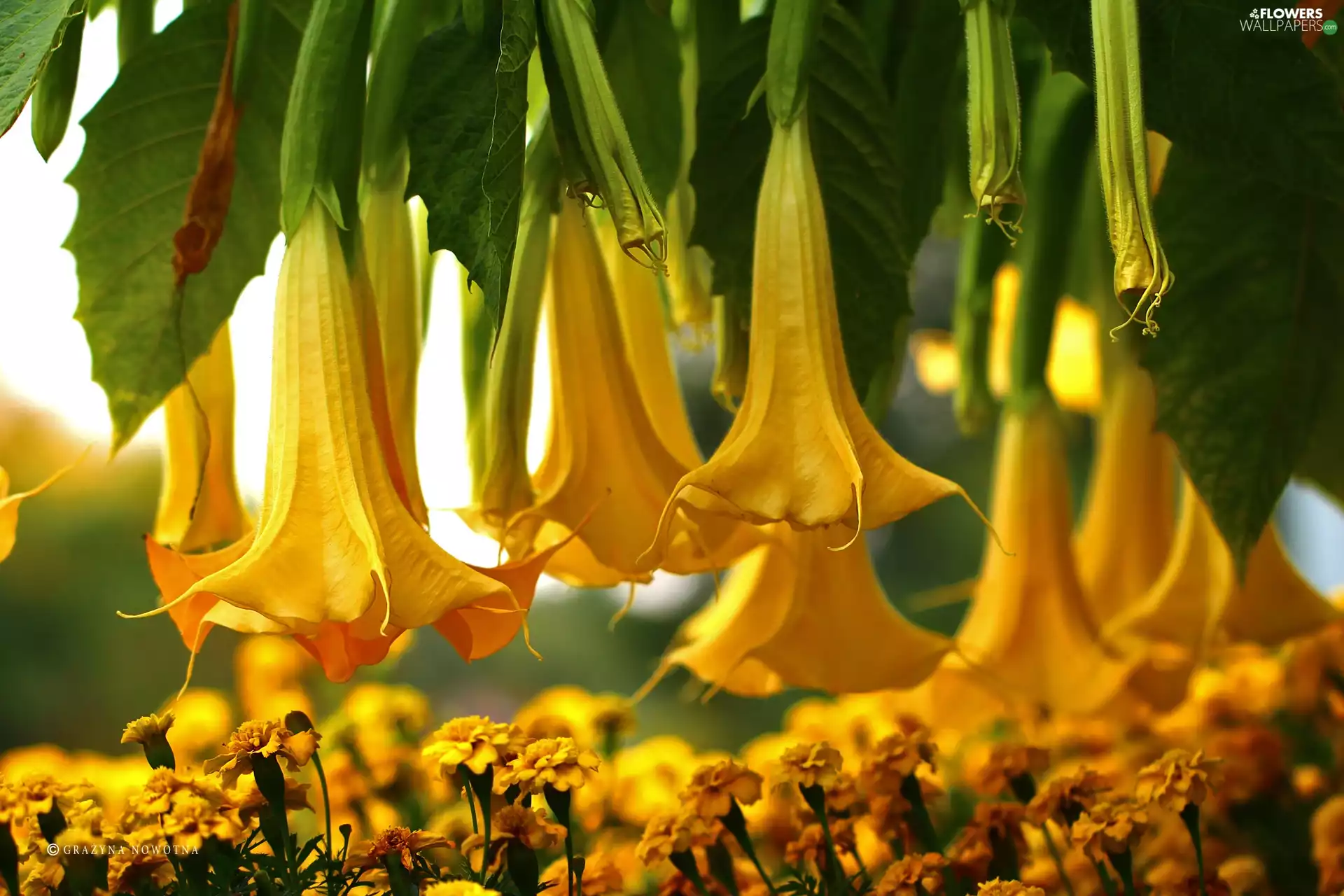 stramonium, Yellow, Flowers, Tagetes
