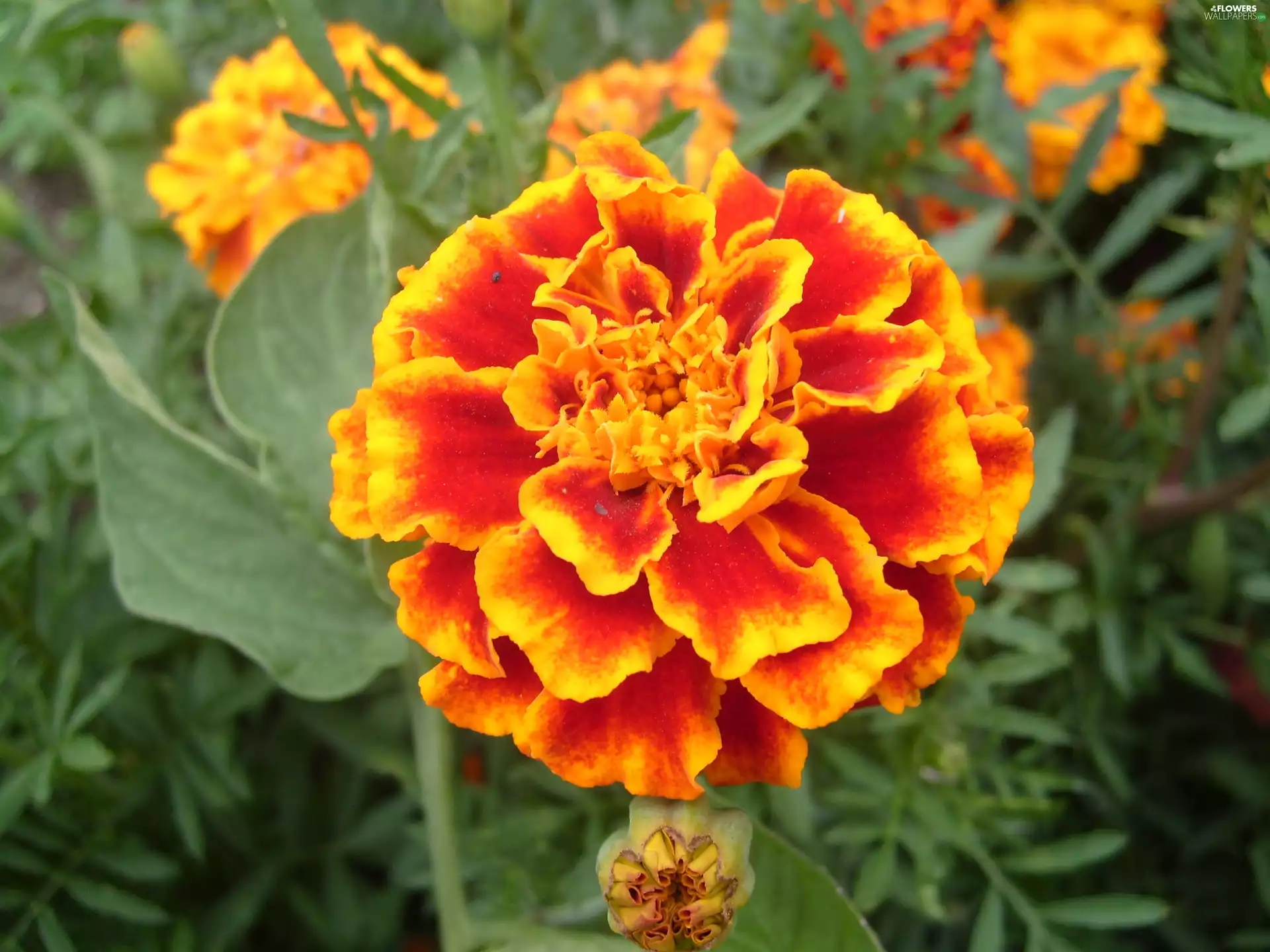 Tagetes patula, Tagetes patula