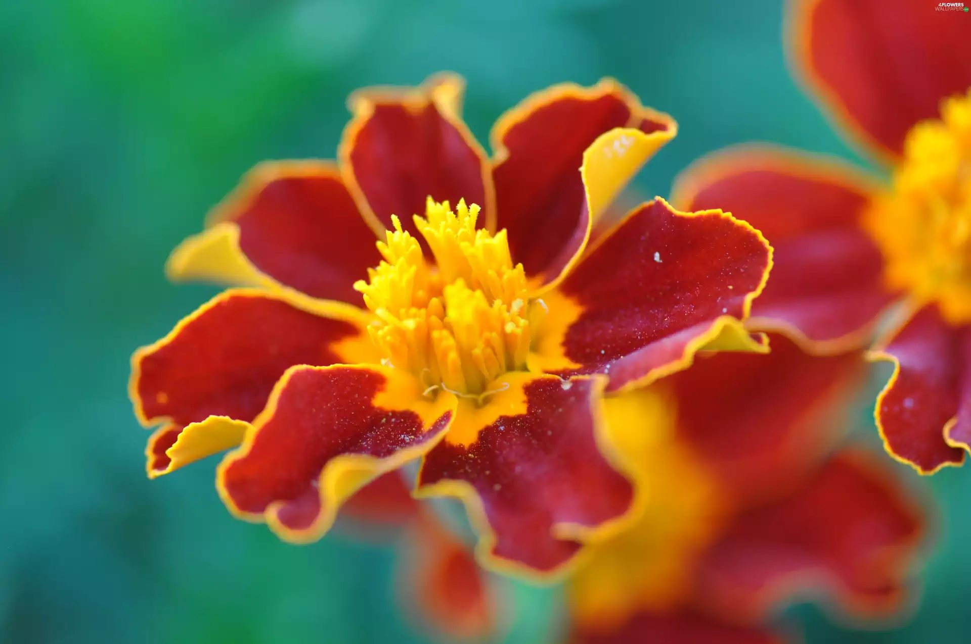 Tagetes, Tagetes