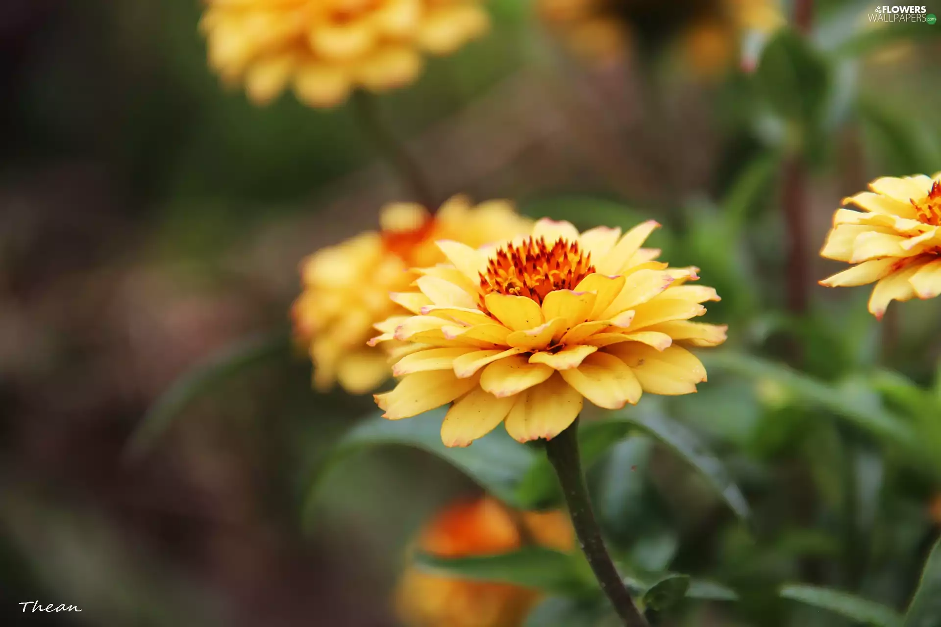 Yellow, Tagetes