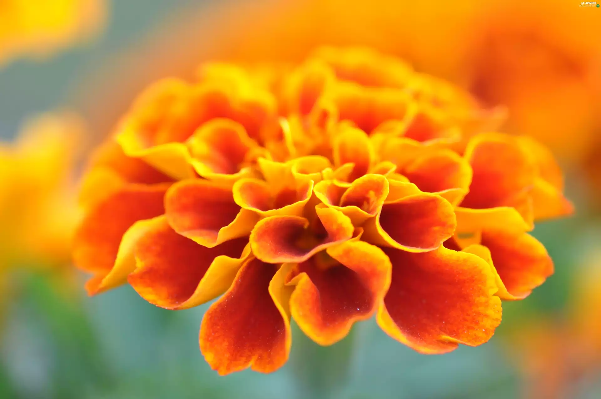 Tagetes