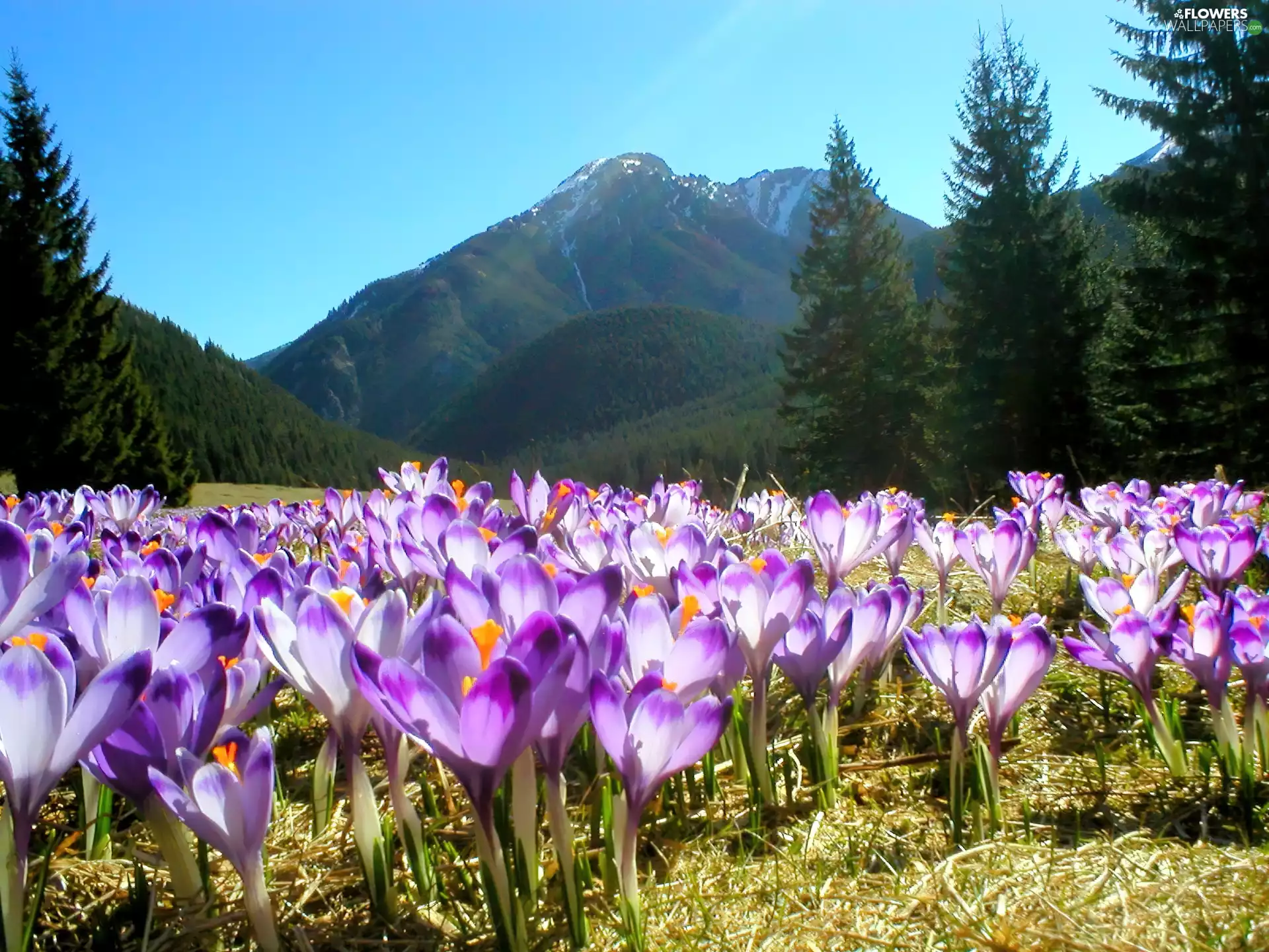 crocuses, Tatras